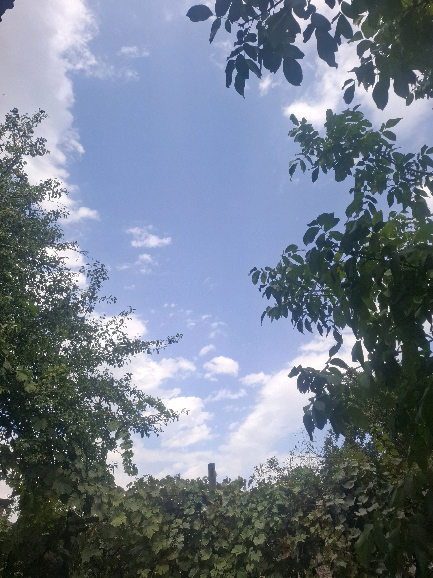A low-angle shot captures a segment of the Almaty sky as seen through the foliage of trees and vines. The sky is a bright, clear blue, dotted with scattered white cumulus clouds. On the left and right edges of the frame, dense green leaves and branches of trees hang into the view. The lower portion of the image is dominated by a thick, lush wall of green vines, with a wooden post visible in the center. The scene appears to be an outdoor setting within Almaty, likely a garden or a park, during daylight hours.