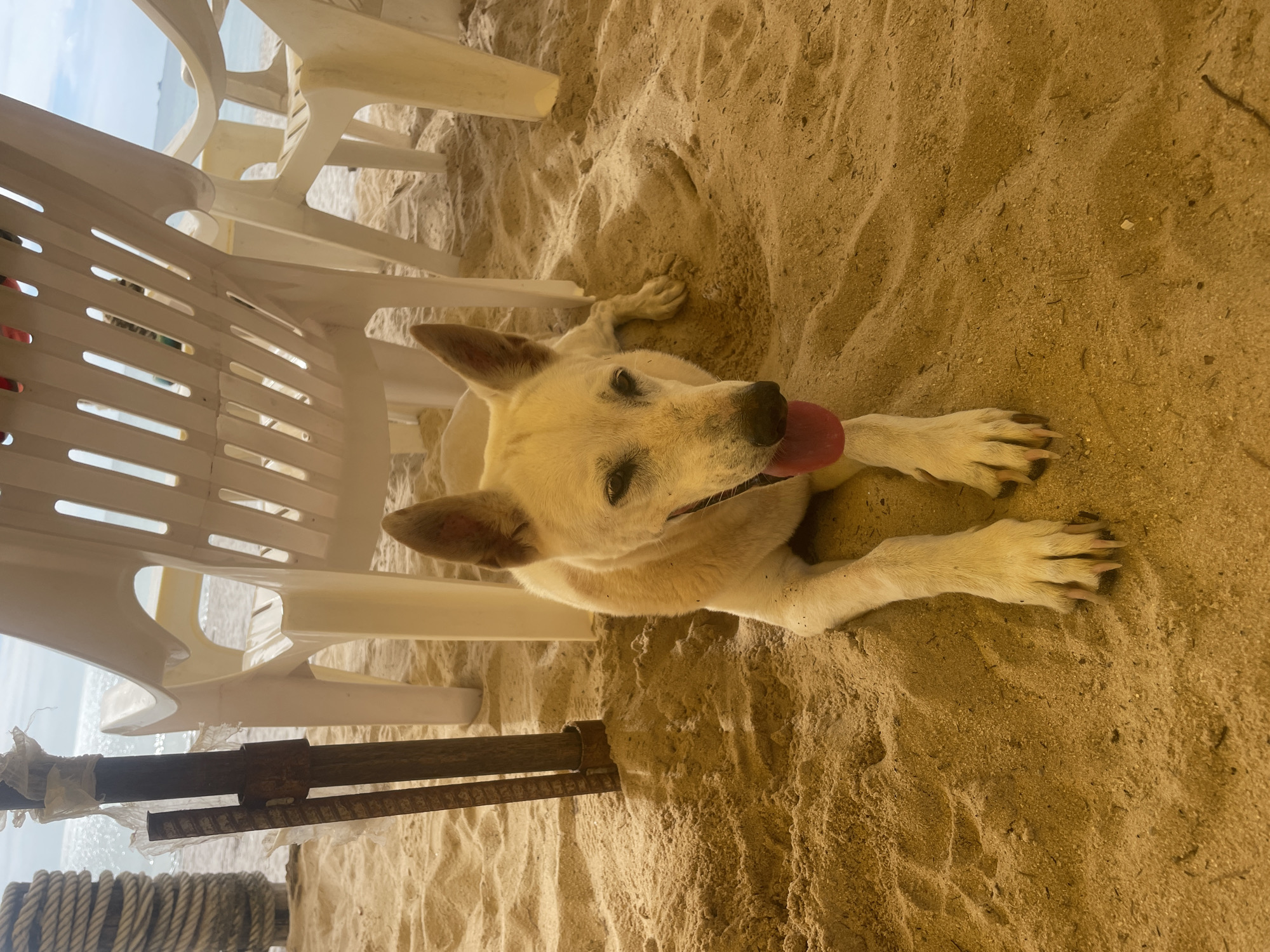 A medium-sized, light-colored dog lies prone on a sandy beach, its head facing the camera and its tongue protruding. The dog is positioned beneath and adjacent to several white plastic chairs. The setting appears to be outdoors, in Choeng Thale, Thailand, as indicated by the beach and the presence of the chairs typically found in tourist areas. A section of rope and what appear to be support beams are visible near the edge of the frame. The scene is bathed in sunlight, casting a warm tone over the sand and objects.