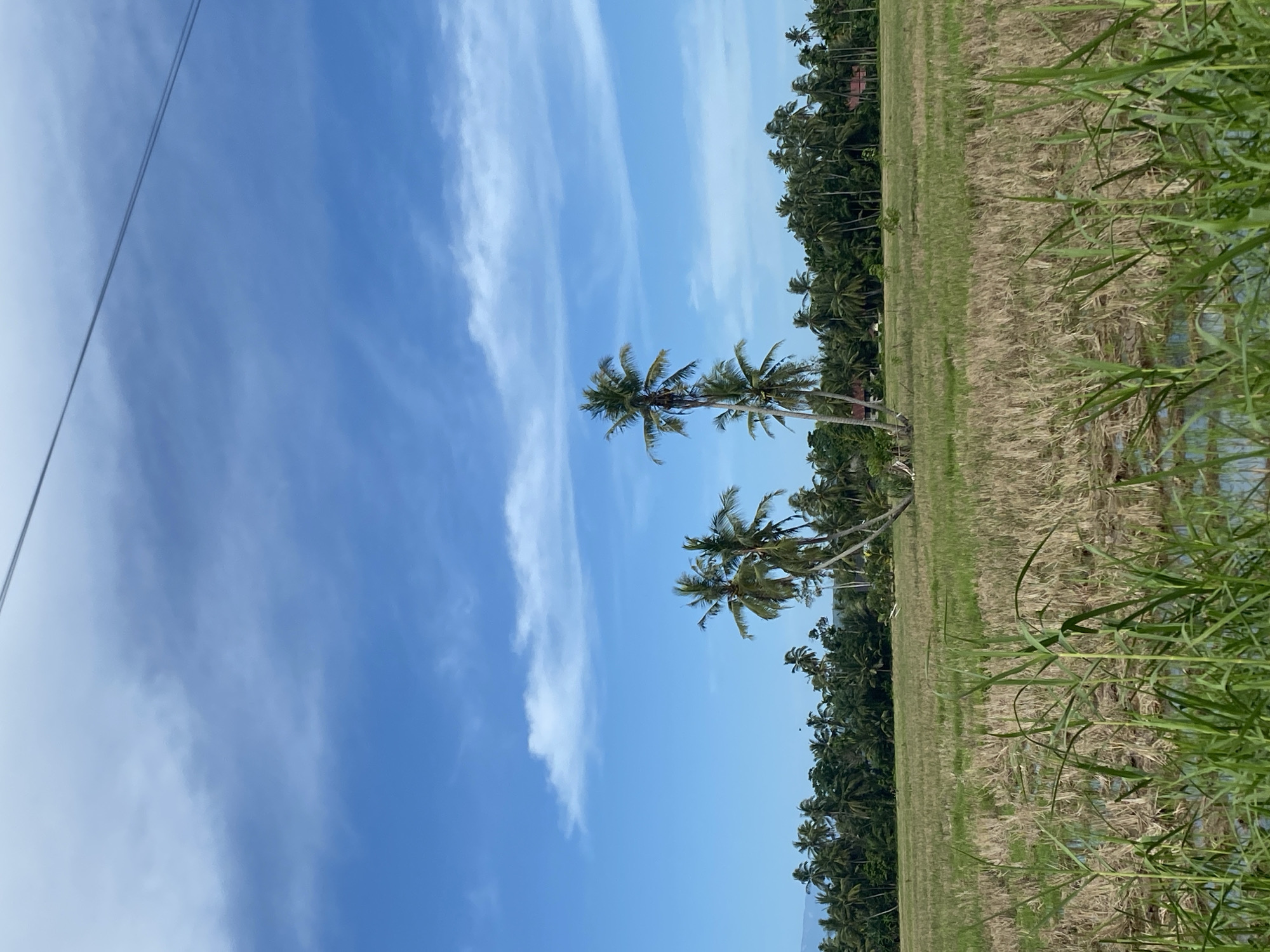 A landscape photograph taken outdoors in Kruengseupeng, Indonesia, shows a vibrant blue sky with streaky white clouds contrasting with a terrestrial scene. The horizon is lined with dense vegetation, predominantly rows of palm trees. A field of what appears to be dry grasses is bordered by taller, green grasses at the right edge of the frame. In the foreground and left side of the picture, a thin, dark cable stretches diagonally downward from the upper left corner. The scene is viewed in portrait orientation.