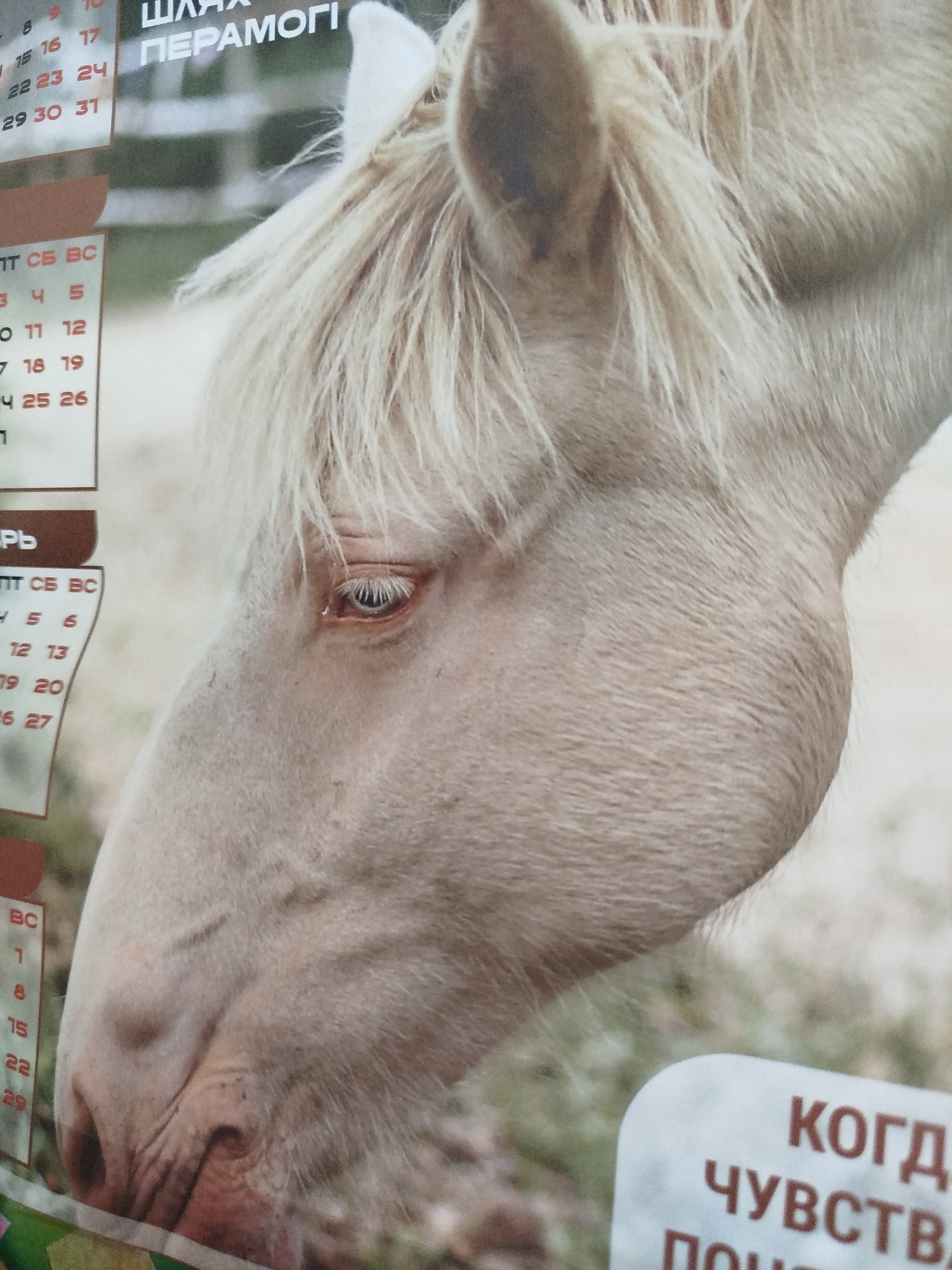 A close-up, low-angle shot focuses on the head of a light-colored horse, likely in a rural outdoor setting near Крывасельскі сельскі Савет, Belarus. The horse's head is turned to the left, with its mane falling over its neck. The horse has a distinctive light blue eye. To the left of the horse, a portion of a calendar is visible, displaying dates and the Cyrillic word "ПЕРЕМОГІ" which translates to "VICTORIES." Further down the calendar, the word "ЛЮТОГО" (February) is visible, along with numbers indicating dates. The background is blurred, suggesting a natural environment. A white card with Cyrillic text, including "КОГДА" (When) and "ЧУВСТВ" (Feelings), is partially visible in the lower right corner.