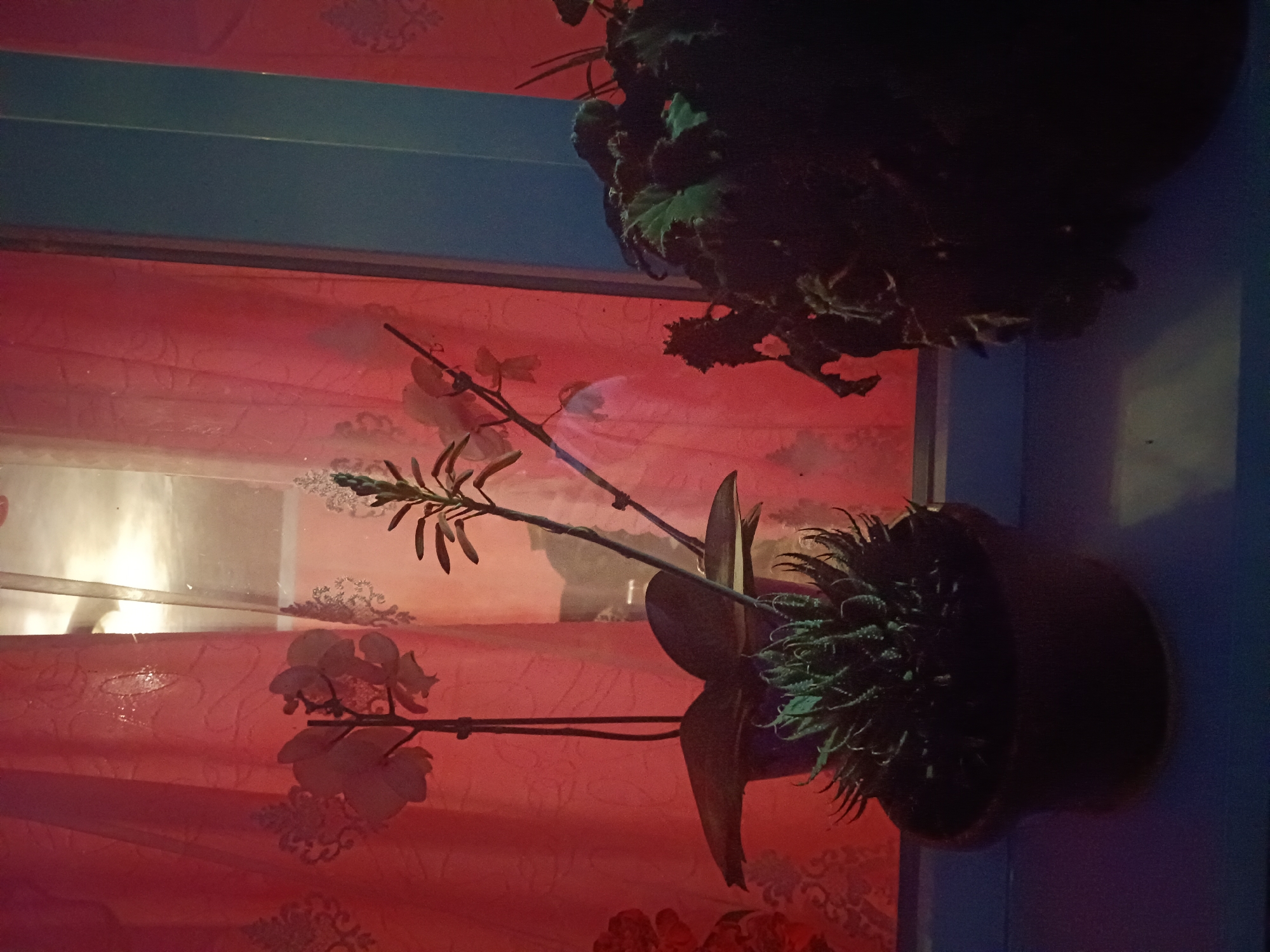 The image shows an indoor scene with plants and curtains. Two potted plants are visible on a windowsill. The plant on the left is an orchid with pale flowers, and the plant on the right is a succulent with spiky green leaves. Behind the plants, red curtains with a decorative pattern are drawn. The overall lighting suggests it is nighttime or a dimly lit room. There is no information about the location within Litynia, Ukraine.