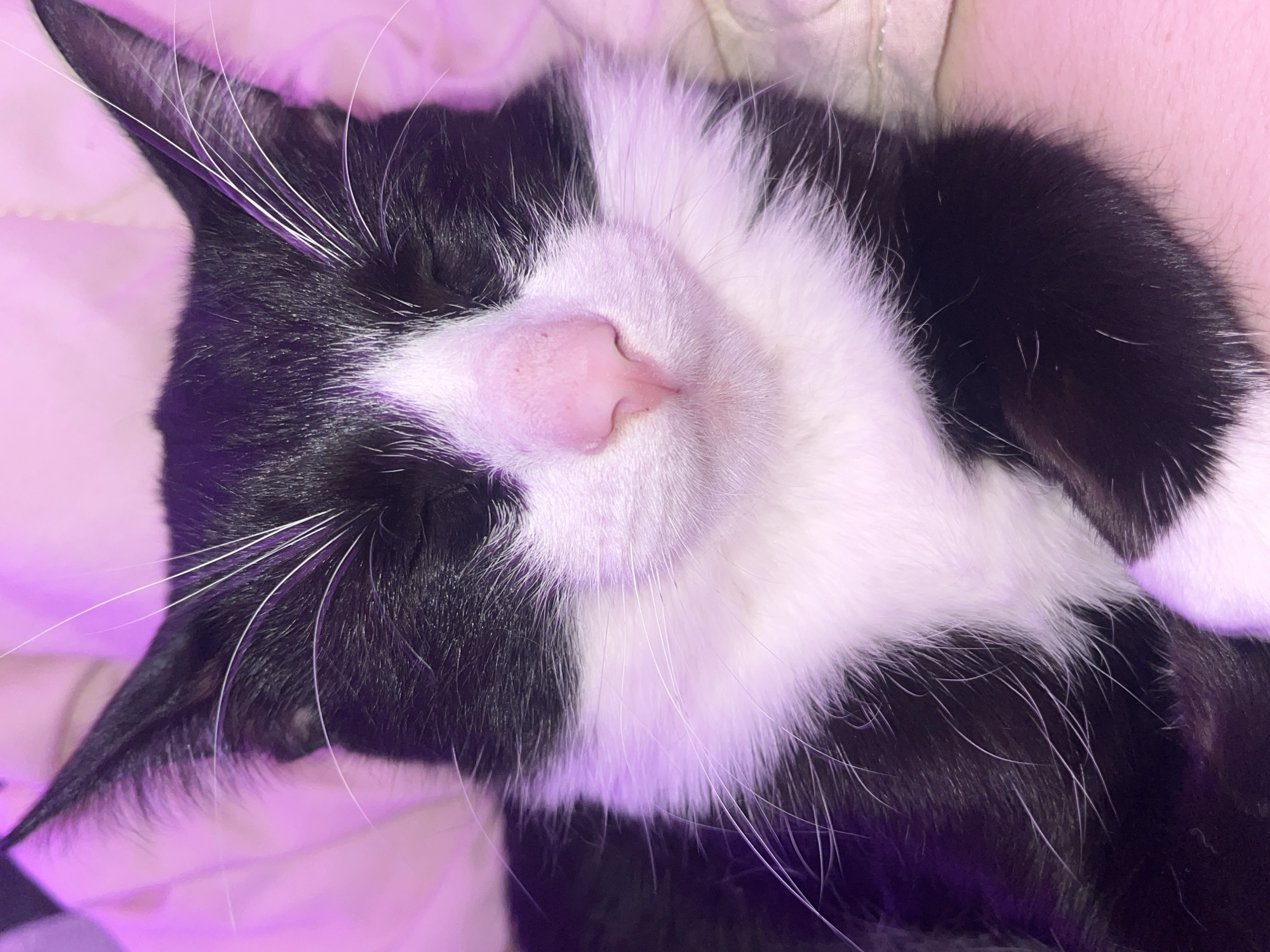 A close-up, indoor shot depicts a black and white cat sleeping on a light pink surface. The cat is positioned on its side with its head turned towards the viewer. Its eyes are closed. The cat's nose is pink and prominent. The lighting appears to be pink or purple. No location information is discernible from the image.