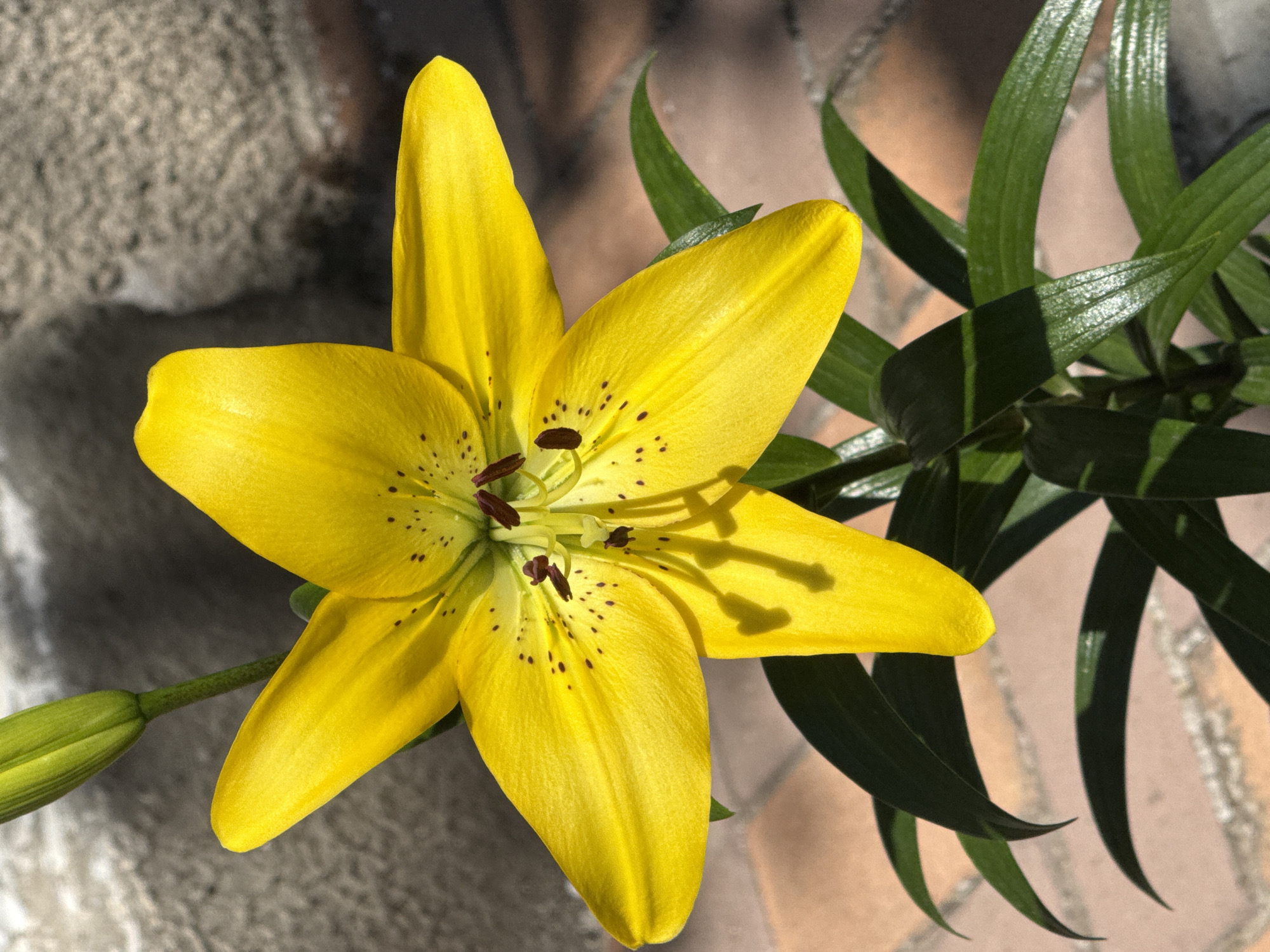 A close-up, eye-level shot captures a vibrant yellow lily in full bloom, its petals unfurling outwards. The flower's stamen, a deep reddish-brown, are visible at its center, dotted with dark spots that extend onto the petals. Sunlight casts shadows of the lily onto the brick pathway beneath. The background is a blur of a textured gray wall and hints of more greenery. The location of this scene is unknown.