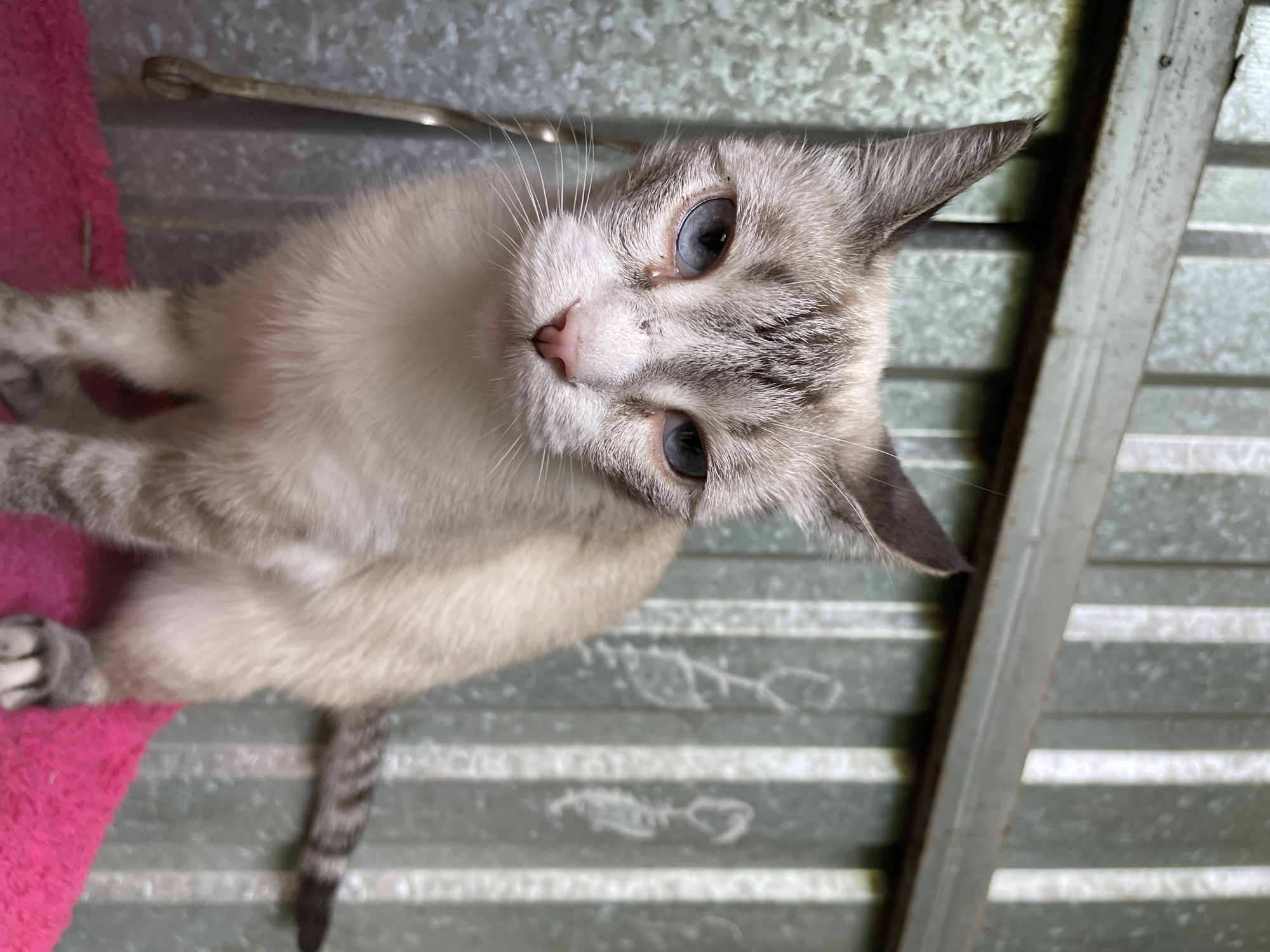 A close-up, low-angle outdoor shot captures a light-colored cat with distinctive blue eyes and tabby markings. The cat is positioned in the foreground, seated on a vibrant pink textured surface, possibly a blanket or cushion. Its gaze is directed forward, with a slightly somber expression. The background features a corrugated metal wall, likely part of a structure, exhibiting vertical ridges and some faint, chalk-like markings. A metal loop or hook is partially visible on the left side of the frame, attached to the wall. The lighting suggests an overcast day or shade, with soft illumination that highlights the cat's features and the textures of its surroundings. The environment appears to be an urban or semi-urban setting, potentially a backyard or alleyway. The image was taken in Almaty, Kazakhstan.