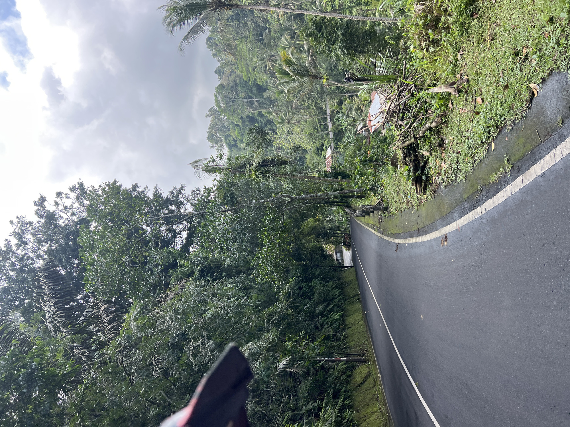 The image depicts a winding asphalt road in the city of Tembuku, Indonesia. The road is bordered by lush green vegetation, including trees, ferns, and moss-covered slopes on the left side. On the right side, there is a pile of dried branches and some residential structures with corrugated metal roofs are visible further into the dense foliage. Palm trees are scattered throughout the landscape, reaching towards a cloudy sky. The road has a white line marking its center and edge. The overall scene suggests a natural, somewhat remote environment within Tembuku.
