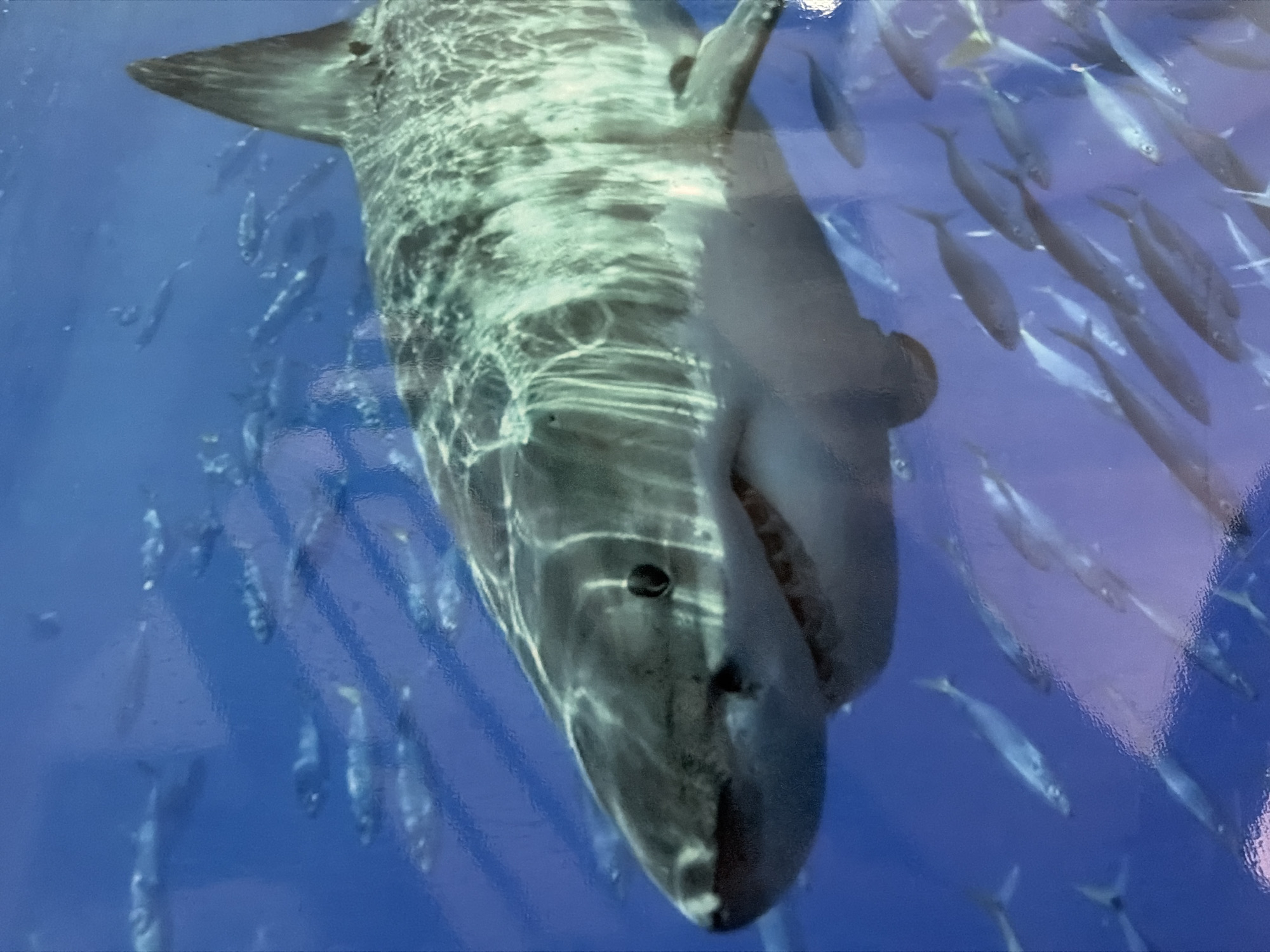 The image displays a large, imposing shark, likely a Great White, swimming in a vibrant blue underwater setting amidst a large school of smaller fish. The shark dominates the foreground, oriented diagonally with its head towards the bottom right and its tail fin extending towards the top left. Its characteristic countershading is visible, featuring a mottled dark grey pattern on its back and a lighter, whitish underside.
Numerous smaller, silvery fish are scattered around the shark, forming dense schools on both sides of the frame. These fish are slender and appear to be swimming in various directions, indicative of natural schooling behavior.
Notable details of the shark include its prominent black eye, a slightly agape mouth revealing rows of sharp teeth, and detailed textures on its skin. The water is consistently deep blue, providing a clear backdrop for the marine life. The presence of distinct reflections and glare across the entire image surface, coupled with the uniform background, suggests that this is a photograph of a large-scale display, mural, or artistic rendition rather than a live capture of marine life in the ocean. The scene depicts a dynamic moment of predator and prey in a marine ecosystem. There is no visible text within the image.