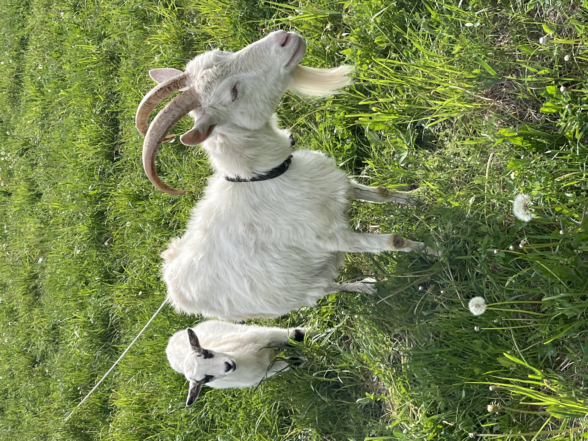 A rural scene depicts two goats grazing in a grassy field. The larger goat, likely an adult, is predominantly white with curved horns and a black collar. It is positioned in the upper portion of the frame, with its head tilted upwards. The smaller goat, presumably a kid, is also white but has dark markings on its head, especially around the ears and eyes. It is located near the bottom of the frame. A thin, white leash is attached to the smaller goat. The goats are surrounded by lush green grass, interspersed with dandelions. The location is undetermined, and the possibility that it is Ludorvay, Russia cannot be asserted, because the available evidence doesn't offer any clues as to a geographical location.