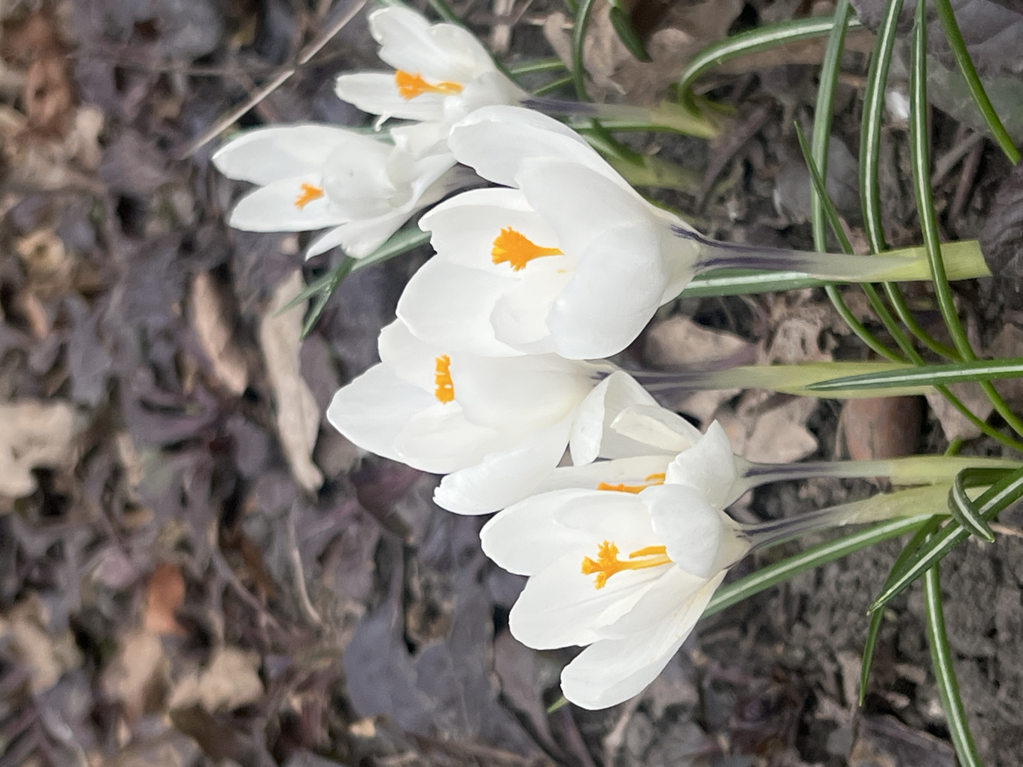 The image displays a cluster of white crocus flowers blooming in an outdoor setting, likely a garden or natural area in Saint Petersburg, Russia. The flowers are arranged diagonally across the frame, with their blossoms extending from the lower right towards the upper left. Each crocus presents pristine white petals that are partially unfurled, revealing bright orange stamens or pistils at their core. Accompanying the flowers are several thin, green, blade-like leaves, each marked with a distinct lighter stripe running along its length. The background consists of a soft-focus expanse of earthy brown and dark grey fallen leaves and soil, characteristic of early spring when new flora emerges through residual winter debris. The scene is illuminated by soft, natural daylight. No text is visible within the image.