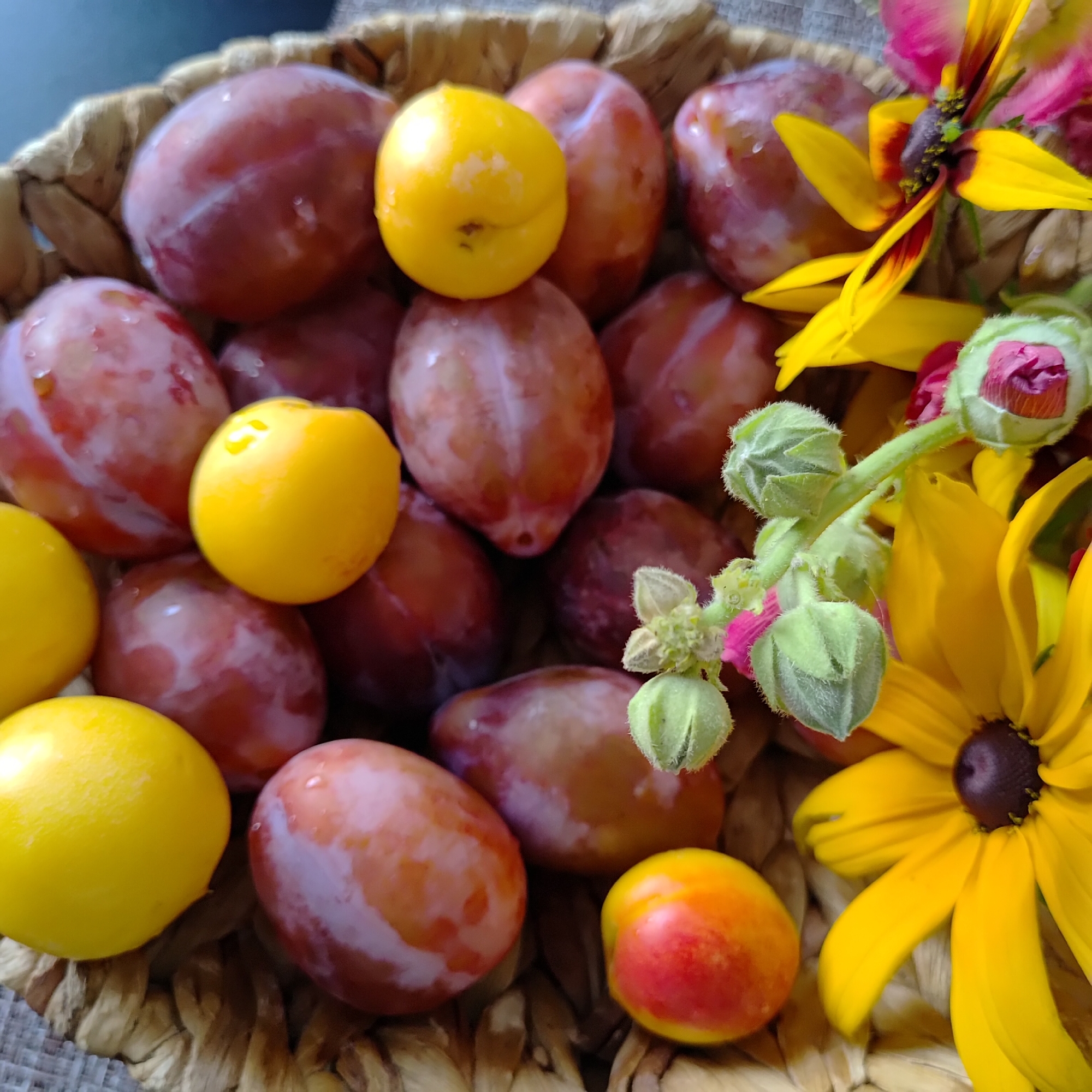 A top-down, close-up shot captures a woven basket filled with plums and yellow plum varieties, interspersed with yellow and red flowers, and green buds. The plums exhibit a variety of purple and reddish hues, with some appearing moist. One small, round fruit, possibly a nectarine or apricot, shows a gradient of yellow to red. Among the fruit, several yellow flowers with dark centers and red accents, resembling black-eyed Susans, are visible, along with tightly closed green buds that have pink tips. The overall arrangement suggests a rustic, still-life composition. There is no indication of a specific location in Марковский, Russia.