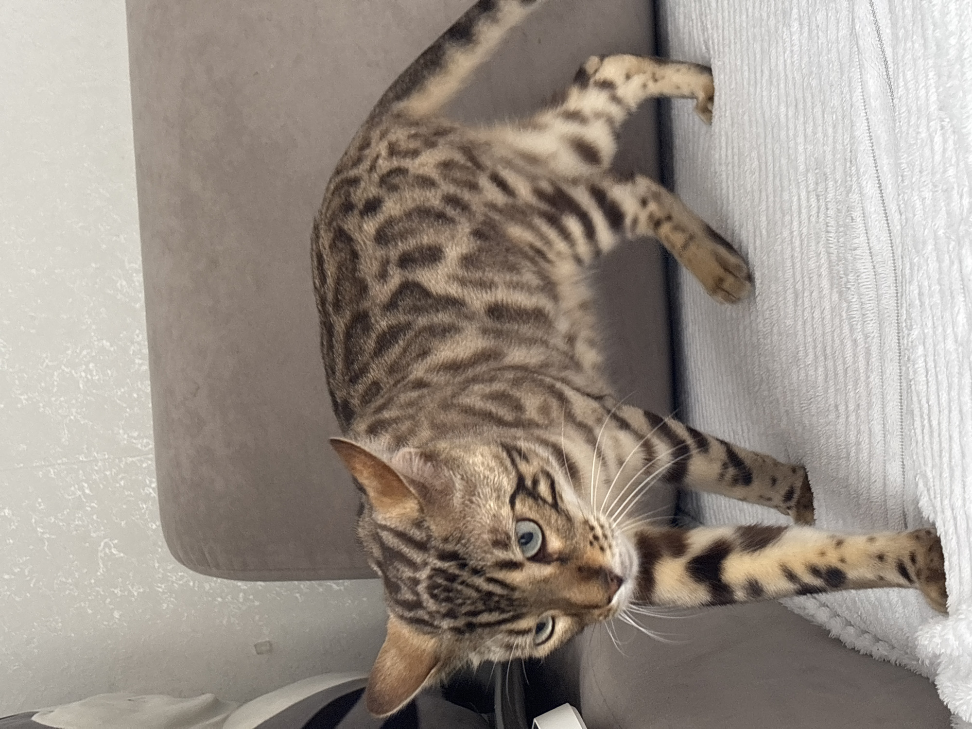 An adult Bengal cat with a spotted coat and blue eyes is walking on a white textured surface, likely a blanket or sofa, in what appears to be an indoor domestic setting. The cat is facing left with its body slightly angled. Behind the cat is a beige upholstered surface, possibly a sofa or chair, and a wall with a textured pattern. The lighting suggests an indoor environment with artificial light. The image does not provide any information about the city of Noviy, Russia.
