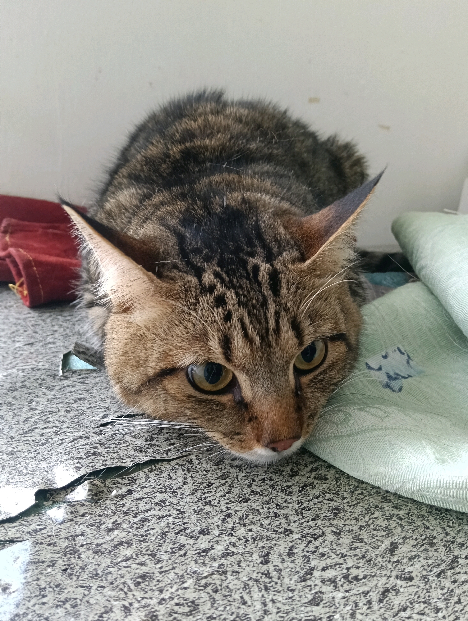 A tabby cat with yellow eyes is lying down on a speckled grey surface, its head resting on a light green fabric with a subtle pattern. To the left of the cat, a folded piece of red fabric is visible. The cat's body is mostly obscured, but its head and ears are clearly depicted. The background appears to be a plain, light-colored wall. The image is taken from a close-up perspective, focusing on the cat and its immediate surroundings. There are no people present in the image. The environment suggests an indoor setting, possibly a home or a shelter, in Nairobi, Kenya.
