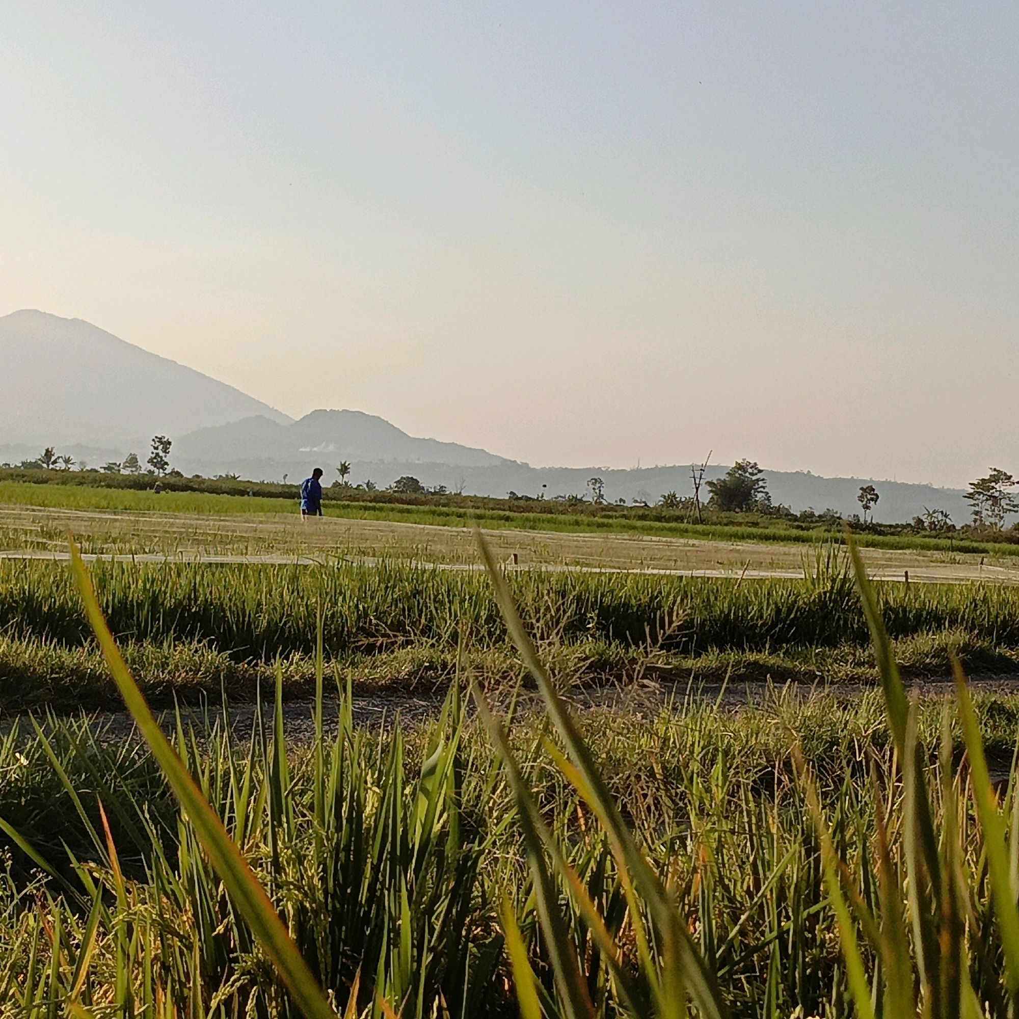 This is a wide shot of a rice paddy field in Rowosari, Indonesia. The field is lush and green, with a person in a blue shirt walking across the middle of the field. In the background, there are mountains. The sky is clear and blue. The image appears to have been taken in the morning or late afternoon, as the sun is low in the sky. The foreground is filled with the tall stalks of rice plants, which are blurred due to the shallow depth of field.