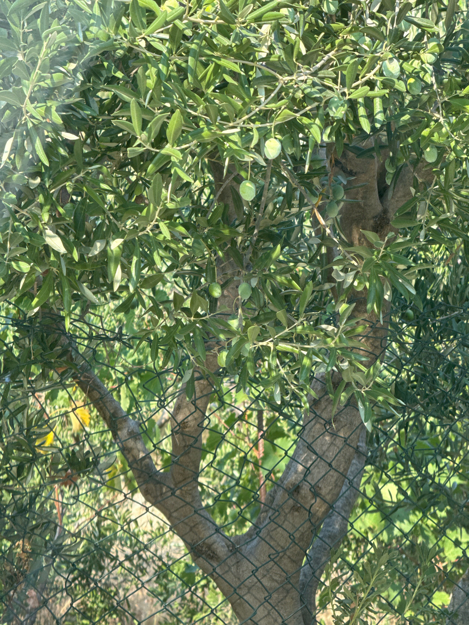 A mature olive tree with a thick, gnarled trunk and branches laden with green leaves and some unripe olives stands behind a green chain-link fence. Sunlight dapples through the foliage, casting shadows on the tree and the fence. The background is a blur of green foliage and some yellowing leaves, suggesting an outdoor environment. The image appears to be taken in Makarska, Croatia, where olive trees are common. There are no people or animals visible in the image, and no discernable action is taking place. The scene is static and focuses solely on the olive tree and its immediate surroundings. The fence acts as a barrier between the viewer and the tree, creating a sense of separation.