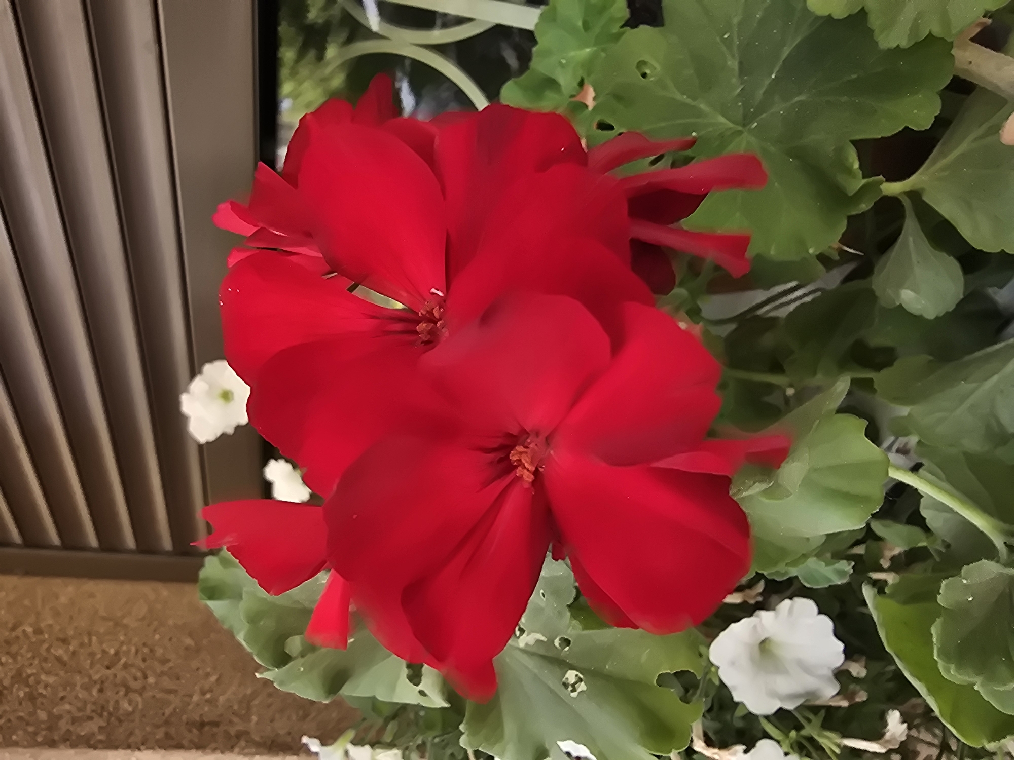 A close-up, eye-level shot shows a cluster of vibrant red geranium flowers in bloom, set against a backdrop of green foliage. The flowers are the primary focus, with their petals unfurling and revealing intricate details. In the background, horizontal blinds are visible, suggesting an indoor or covered outdoor setting. The overall scene depicts a serene and natural beauty, likely from a garden or window box in Sofiivska Borshchahivka, Ukraine.