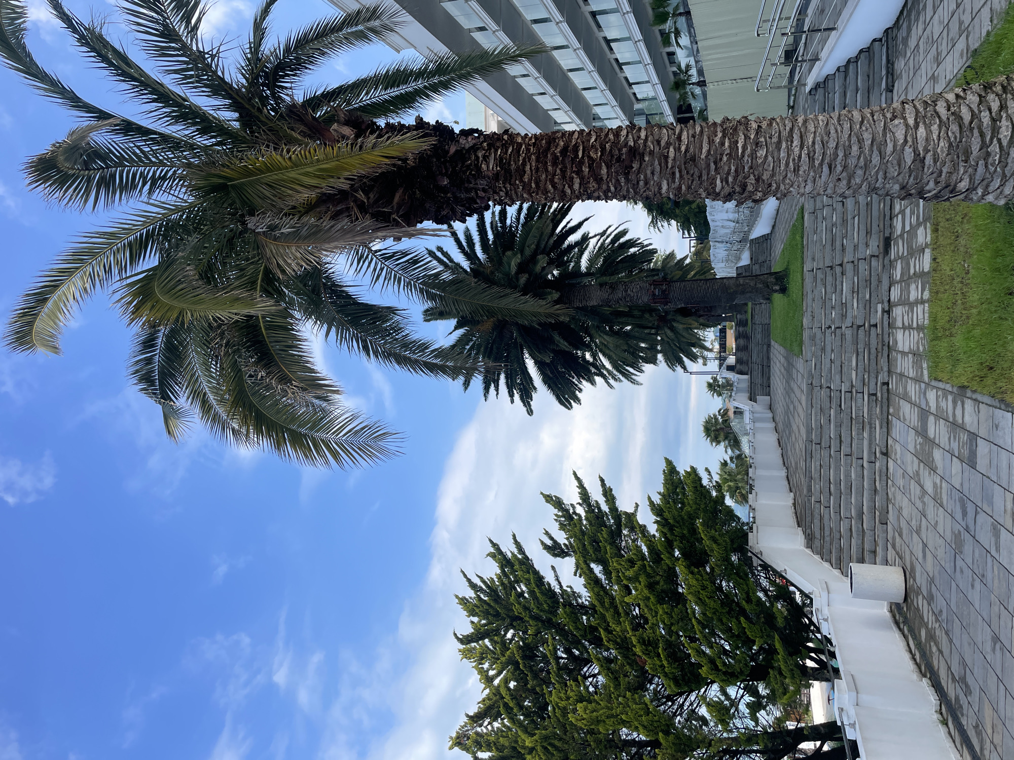 The image shows a view in Sochi, Russia, with palm trees and a conifer tree set against a blue sky with scattered clouds. The tops of buildings are visible in the background, suggesting an urban setting. A walkway constructed of grey paving stones with a white wall runs through the scene. There are no people visible.