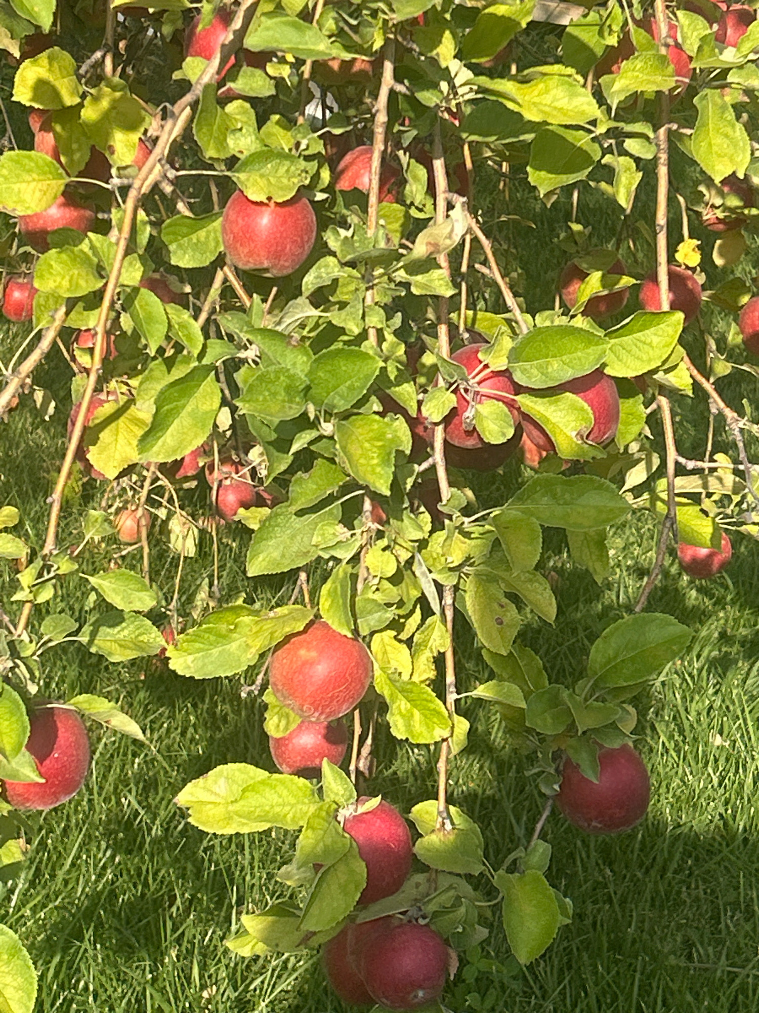 A close-up, slightly blurry shot captures an apple tree laden with ripe, red apples, set against a backdrop of green grass. The apples are clustered on branches, some partially obscured by vibrant green leaves. The scene appears to be outdoors, likely in a garden or orchard, with the sunlight dappling through the foliage. The image does not contain any recognizable landmarks or contextual clues that would allow for precise identification of the location within Almaty, Kazakhstan. There are no people or animals visible in the frame.