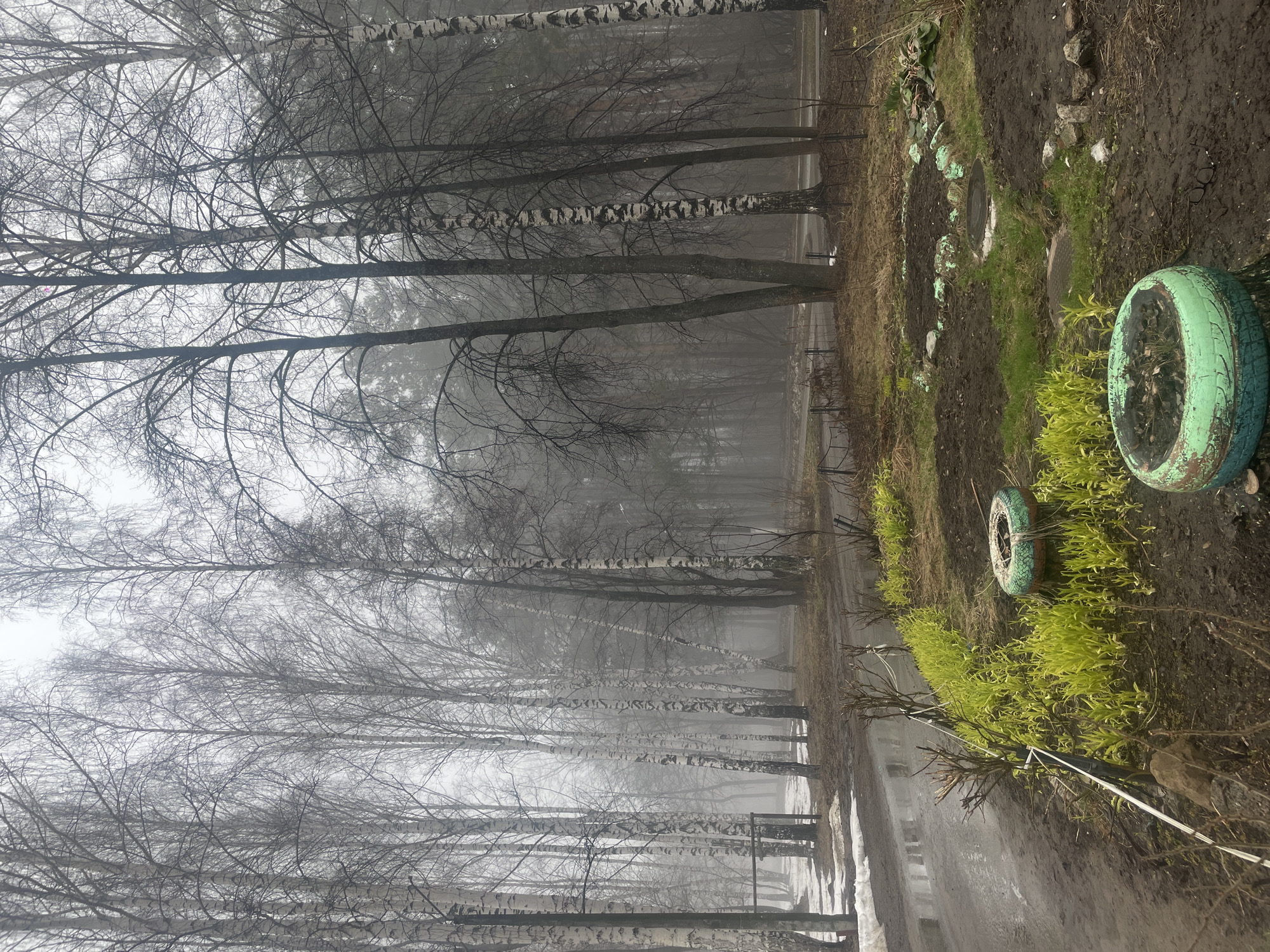 The image shows a landscape in Chaikovsky, Russia, on a foggy day. A row of birch trees lines the left side of the scene, their bare branches reaching up into the fog-obscured sky. To the right of the trees is a narrow path or road. The ground on the right side of the path is muddy with patches of green vegetation emerging. Two old, painted tires, repurposed as planters, sit on the ground. The atmosphere suggests early spring or late autumn.