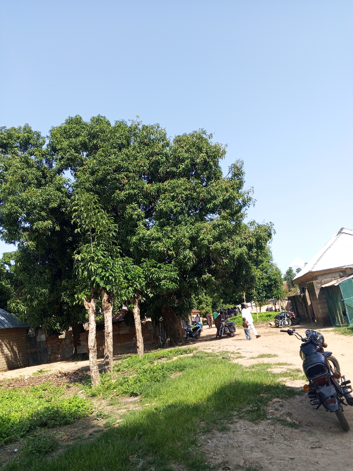 The image depicts a scene in Serti, Nigeria, under a clear, bright sky, suggesting it is daytime. Dominating the left side of the frame is a large, leafy green tree, its dense foliage casting shadows on the ground. In the background, several buildings with corrugated metal roofs are visible, indicating a rural or semi-urban setting. A dirt path runs through the scene, with patches of green grass and vegetation growing alongside it.
Several people are present, though most are in the background and not clearly discernible. In the foreground, a black motorcycle is parked on the right side of the path, facing away from the camera. Further down the path, other motorcycles are parked, and a few individuals are gathered, including one person in a white garment and a child in blue jeans. One person appears to be walking away from the camera. The overall atmosphere seems to be relaxed, with people engaged in informal activity. The presence of multiple motorcycles suggests transportation is a common mode of movement in this location. The wooden and metal structures of the buildings, along with the unpaved road, are typical of many settlements in this region of Nigeria.