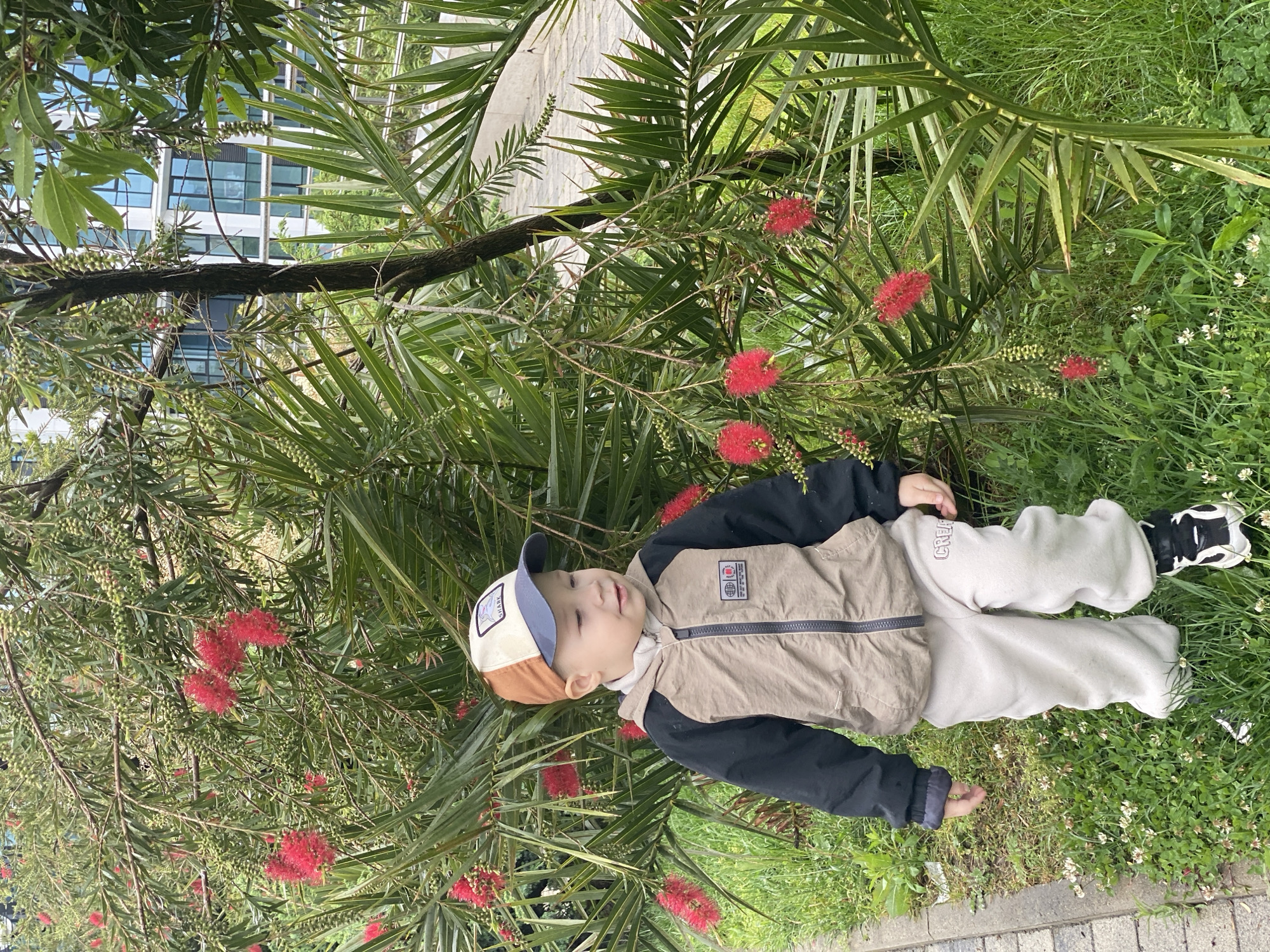 A young child lies on a grassy area, possibly in a park or garden. The child wears a baseball cap, a jacket with dark sleeves and a tan torso, and light-colored pants. They are surrounded by greenery, including a plant with red, brush-like flowers. In the background, a building with reflective windows can be seen, suggesting an urban or suburban environment. Given the prompt's instruction to consider this image within the context of Sochi, Russia, it is possible this scene is located in one of the city's parks or green spaces.
