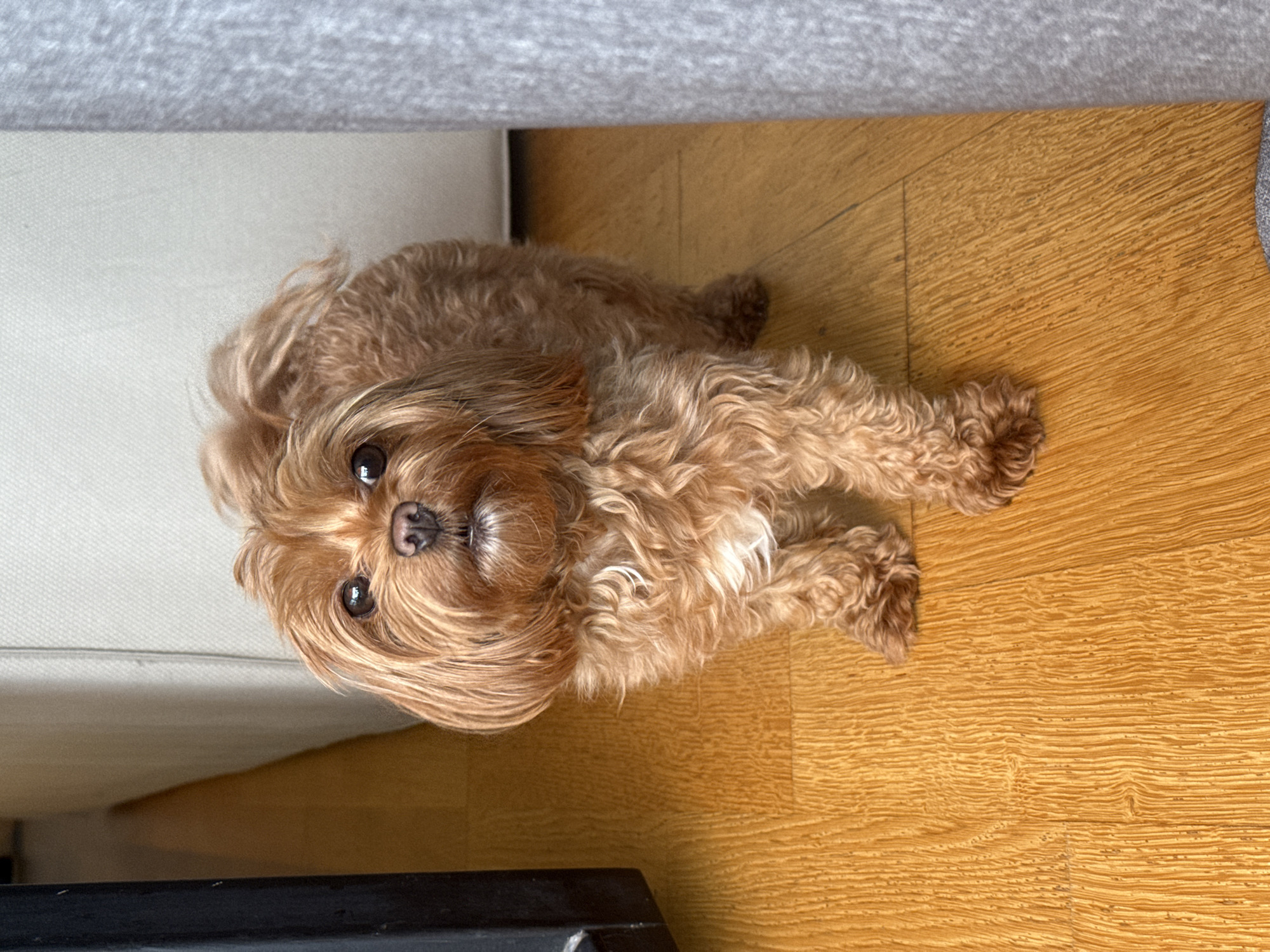 A medium shot captures a small, fluffy, reddish-brown dog standing on a wooden floor indoors. The dog is facing the camera with its head tilted slightly and its dark eyes looking directly at the viewer. Its fur is curly and appears to be somewhat disheveled. A small patch of white fur is visible on its chest. The background consists of a light-colored upholstered furniture piece on the left and a grey, textured surface on the right. The lighting appears to be natural, coming from an unseen source. The image does not contain any elements that suggest a specific location within Prague, Czechia.