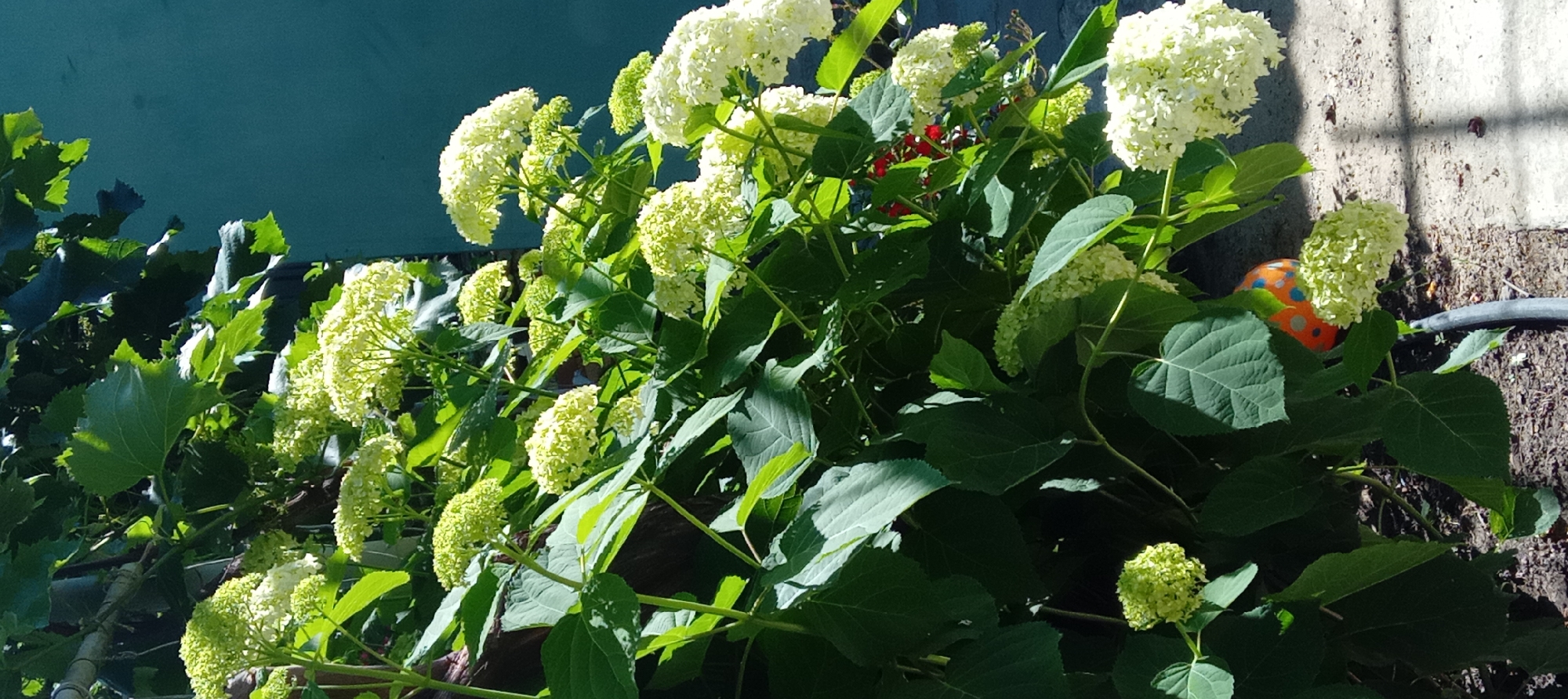 A close-up, medium-angle shot captures a lush green hydrangea bush in bloom, with clusters of white and pale green flowers and large, textured leaves. The bush is situated against a dark teal-colored wall, with a stone-paved ground visible at the bottom. The sunlight casts shadows across the scene, highlighting the texture of the leaves and the spherical shape of the flower clusters. In the lower right portion of the frame, a small, brightly colored ball, predominantly orange with blue and white polka dots, is partially visible amongst the foliage and on the ground, suggesting a playful element within the natural setting. The overall impression is one of vibrant natural beauty, with a touch of unexpected whimsy. The location is specified as Kitskany, Moldova.