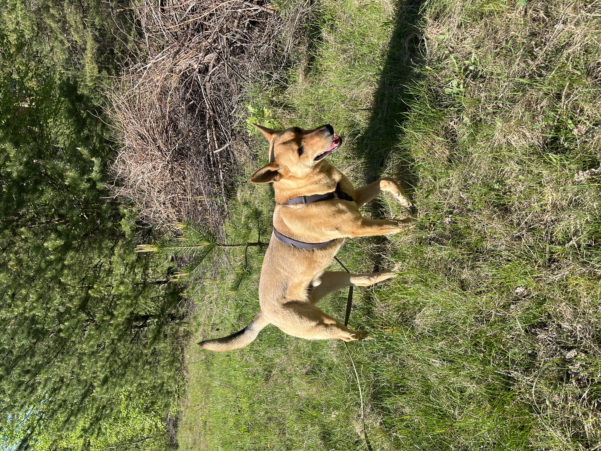 A medium-sized, light-brown dog with a dark muzzle is lying on its back in a grassy area, its tongue protruding. The dog is wearing a dark-gray harness. Behind the dog, there is a dense, dry brush pile. To the left, there is a backdrop of green trees. The location is an outdoor area, possibly a park or field. No specific information is present in the image to confirm the location as Nizhny Tagil, Russia.
