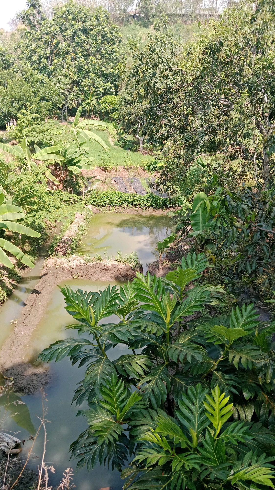 A high-angle, medium shot captures a serene rural landscape in Balegondo, Indonesia, featuring lush vegetation and a man-made pond. In the foreground, the large, serrated leaves of a breadfruit tree dominate the frame, their deep green hues creating a vibrant contrast with the muted tones of the water.
The pond, partially filled with murky green water, occupies the mid-ground, its edges lined with rough-hewn rocks and soil. The water's surface reflects the overcast sky and surrounding foliage, creating a placid, undisturbed scene. Beyond the pond, a small, terraced garden plot is visible, planted with neat rows of what appear to be young crops, possibly rice or vegetables, covered in some areas with black plastic sheeting.
The background is a dense tapestry of tropical trees, their varied shades of green indicating a diverse ecosystem. Some of these trees are large and mature, while others are younger saplings. A gentle incline leads up to a distant treeline, where the subtle outlines of buildings can be discerned through the foliage, suggesting a small, scattered settlement. The overall impression is one of agricultural tranquility and natural abundance.
