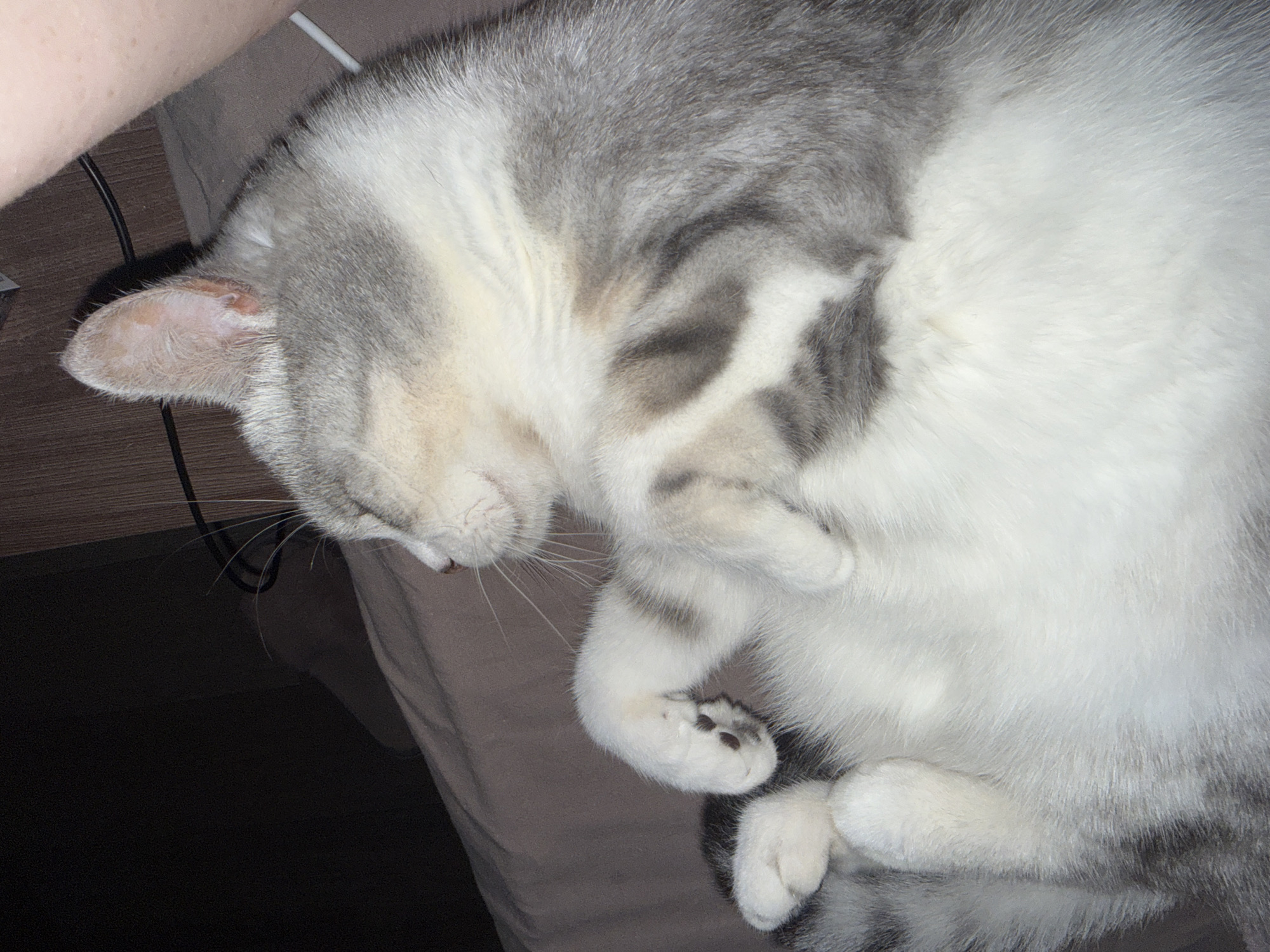 A close-up shot shows a gray and white cat sleeping on a dark brown surface, possibly a bed. The cat is curled up on its side, with its eyes closed and its paws tucked in. Its fur is fluffy and soft, and it has a sweet, peaceful expression on its face. The background is dark and blurry, with a hint of a wooden surface and a cable visible. The lighting is dim, creating a cozy and intimate atmosphere. The image is taken from a high angle, looking down at the sleeping cat.