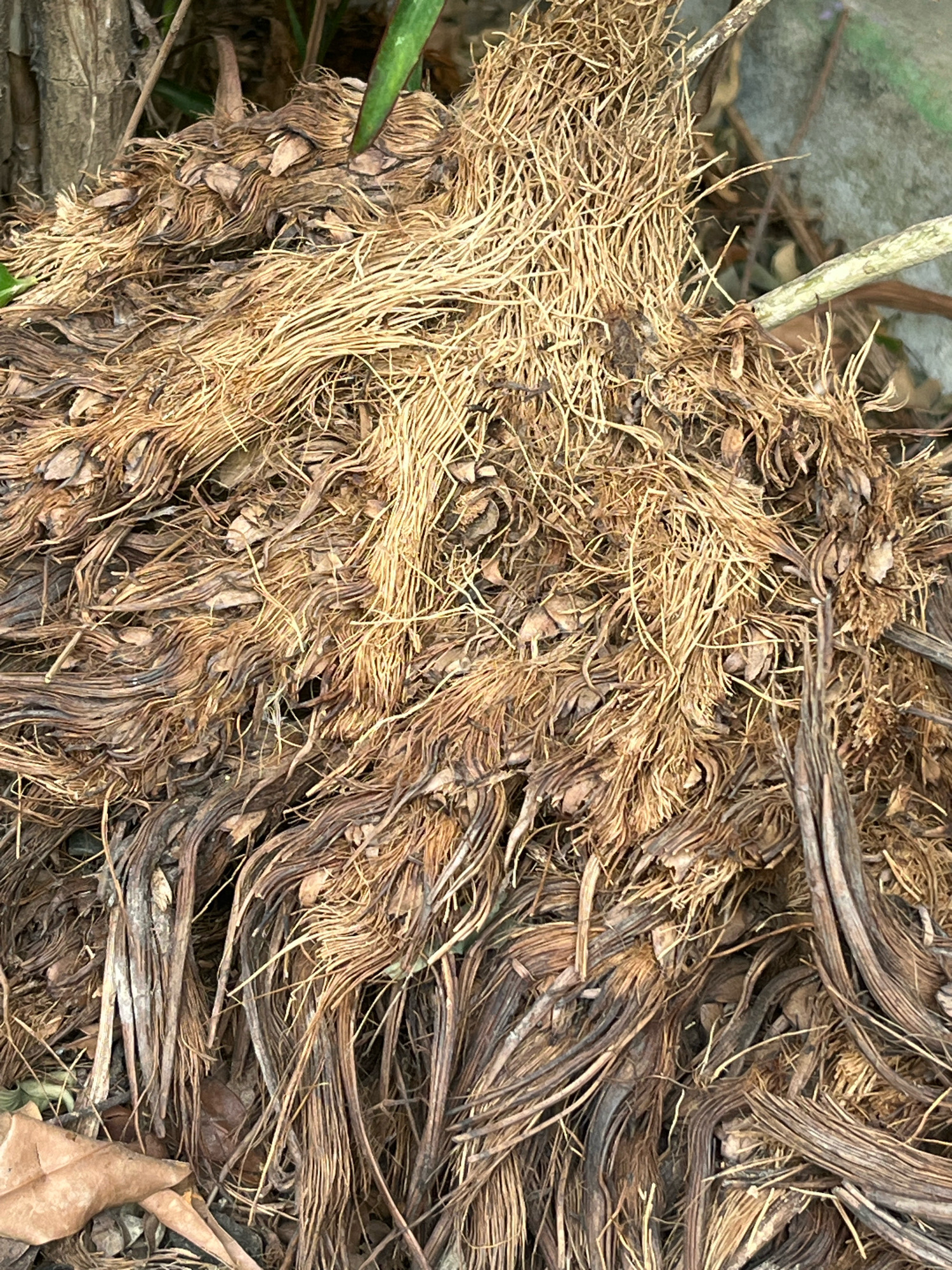 The image is a close-up, overhead shot of a pile of dry, fibrous roots and plant matter. The roots are a mix of light brown, straw-like strands and darker, thicker, woody-looking fibers. Some dry, brown leaves are visible amongst the roots, particularly in the lower left corner. The background is out of focus, showing hints of green foliage and a greyish, rough surface, possibly a stone or concrete. The scene appears to be outdoors, in a natural or semi-natural environment, with no people or specific structures visible. The location is identified as Meliau Hulu, Indonesia.