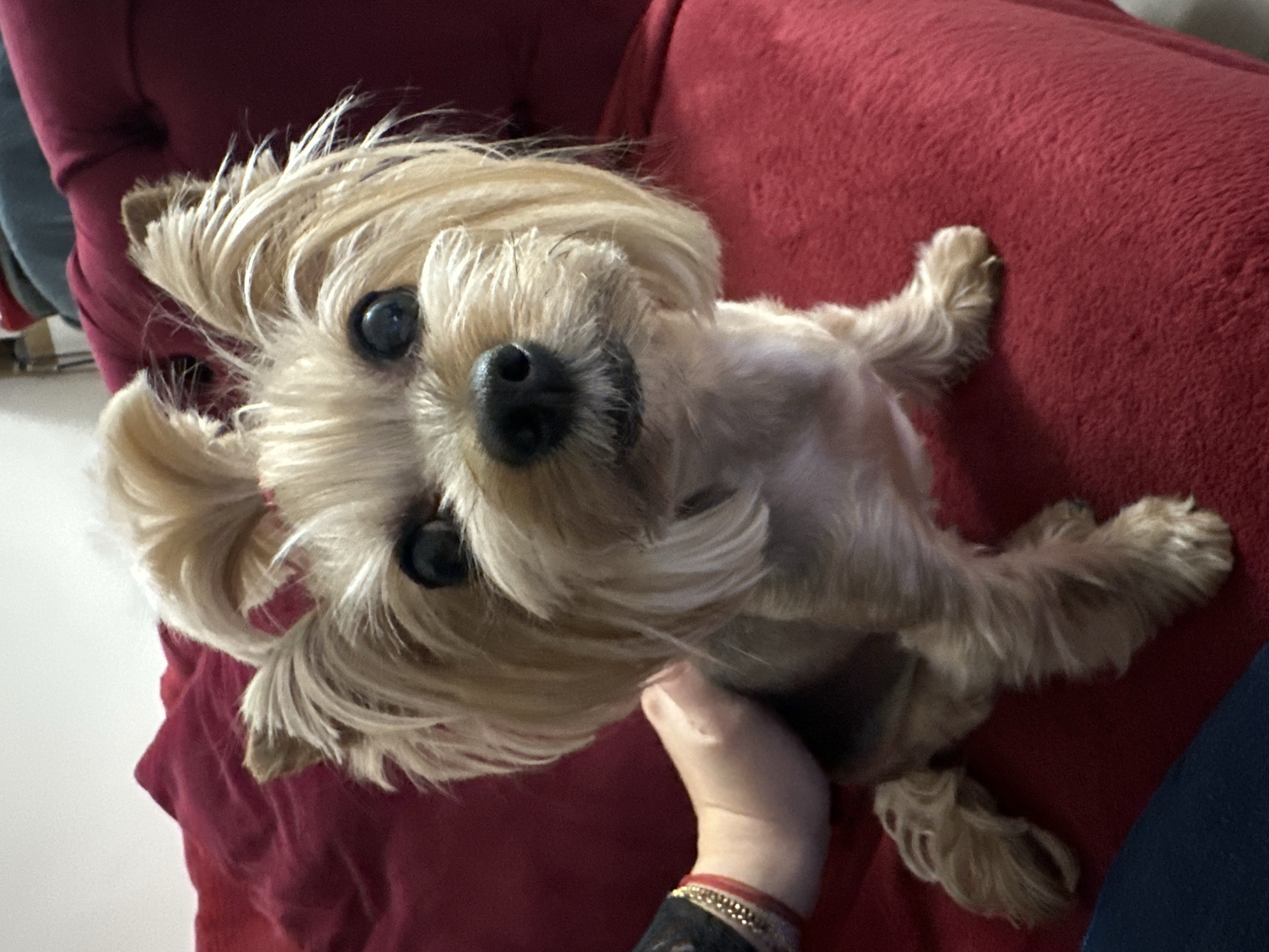 A small, light brown Yorkshire Terrier is lying on a red, plush sofa, looking up at the camera. The dog's paws are spread out, and its head is tilted slightly. A human hand is visible beneath the dog's chest, possibly petting it. The sofa is situated in an interior setting, with hints of white walls in the background. The location in Sofia, Bulgaria, is not discernible from the image.