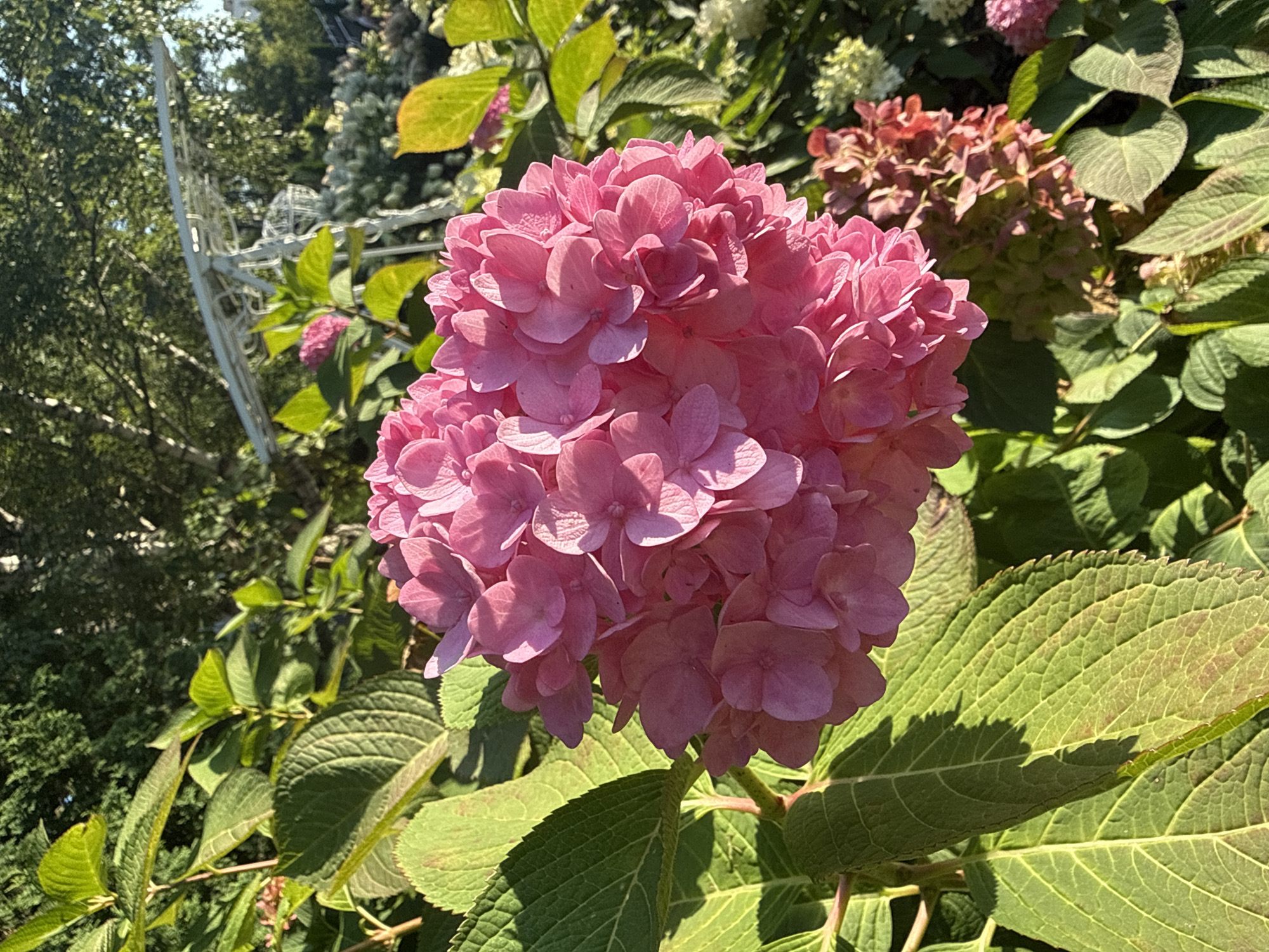 A close-up, medium-shot captures a vibrant pink hydrangea bloom dominating the foreground, its petals densely packed and catching the sunlight. To the left, large, serrated green leaves provide a textured backdrop, with dappled shadows indicating a bright, sunny day. In the background, a blurry white structure, possibly a trellis or arbor, is visible amidst lush green foliage and hints of other flowering plants, some appearing wilted and in shades of brown and pink, suggesting a garden setting. The overall scene is rich in natural color and light, portraying a well-maintained outdoor space. The image is not specific to any city and cannot determine its location within Ufa, Russia.