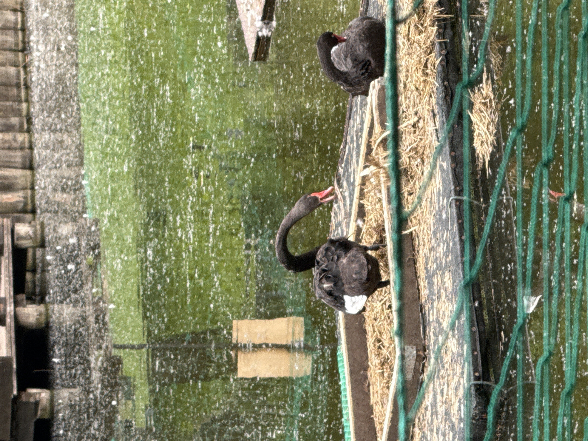 This image, taken in Moscow, Russia, depicts two black swans beside a green-tinted body of water, viewed through a green mesh fence in the foreground. The photograph is oriented vertically, but the scene is inherently horizontal.
In the midground, two black swans are resting on a wooden ledge or platform covered with straw or hay. The swan in the center-left has its long, elegant neck bent downwards towards the water, with its red beak slightly open, suggesting it might be calling or reaching for something. This swan's body is predominantly black, with a prominent patch of white feathers visible on its rear. A second black swan is partially visible behind and to the right of the first, mostly obscured by the fence. Its black head and body can be seen, also facing the water.
To the left of the swans, the water surface is covered with numerous small white specks, possibly reflections from sunlight or fine water spray. A rustic wooden structure, resembling a dock or part of a wooden enclosure, is visible along the far left edge of the frame. Another rectangular wooden object is reflected in the water further in the background. The overall lighting suggests a bright, sunny day. No text is visible in the image.