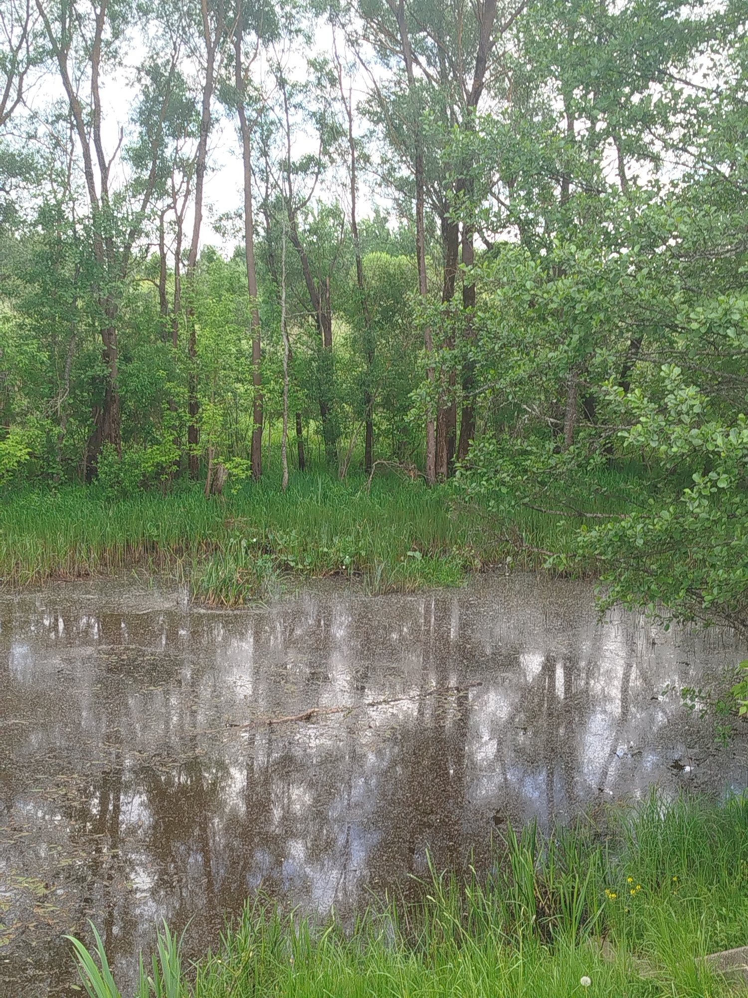 The image shows a stagnant body of water, possibly a pond or bog, reflecting the surrounding trees and sky. The water surface is covered with a layer of algae or debris. The edge of the water is lined with tall grasses and reeds. In the background, there is a dense woodland with a variety of trees. The image was taken in Боровково, Russia. There are no visible people, subjects, or interactions in the image.