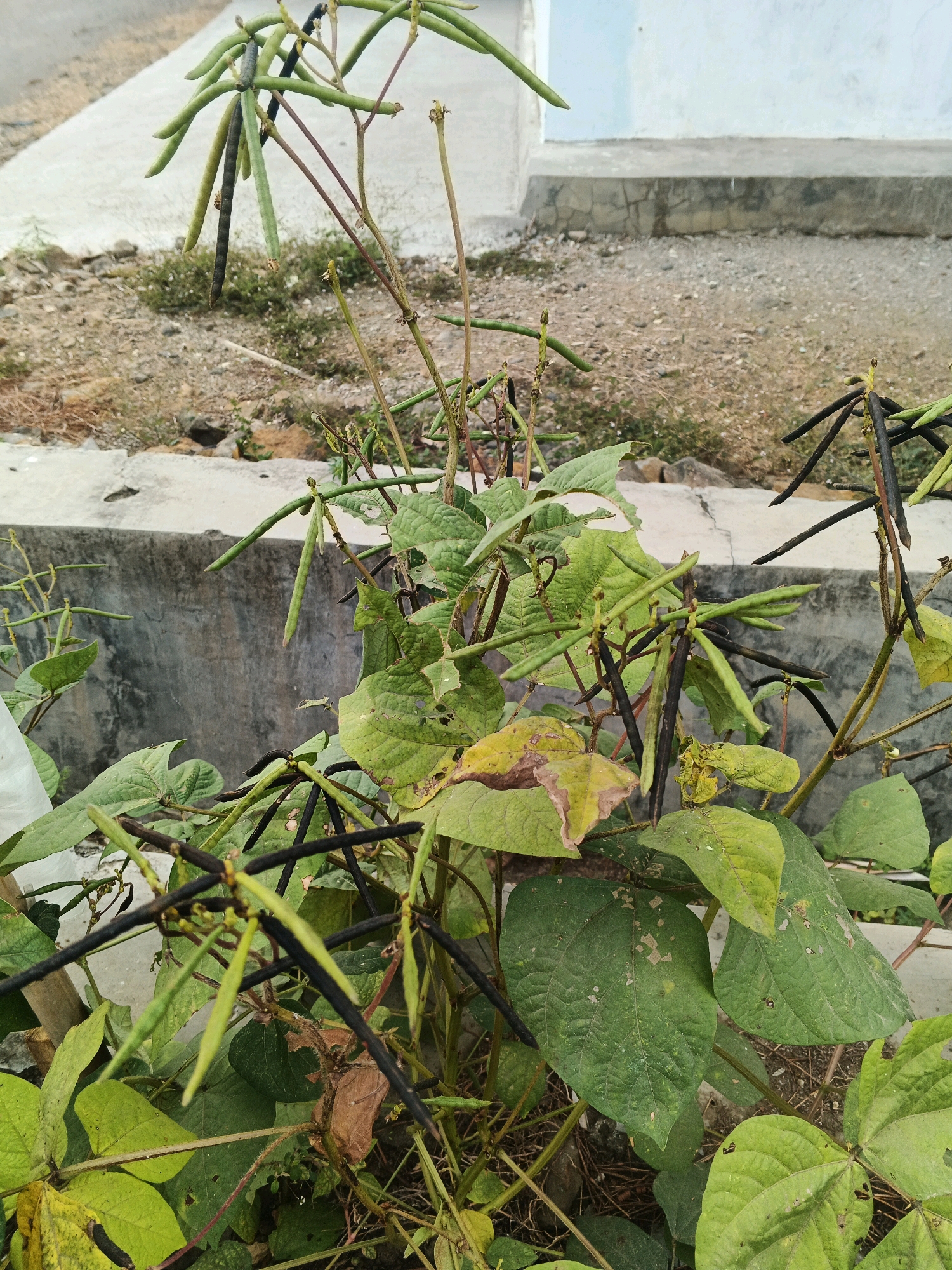 A close-up, eye-level shot depicts a cluster of bean plants in an outdoor setting. The plants exhibit green leaves and numerous pods, some of which are green and elongated, while others have turned dark, appearing dry and mature. The stalks are thin and reddish-brown. The background shows a concrete structure, a gravelly surface, and a blurred light-colored wall. The overall scene suggests a garden or yard.