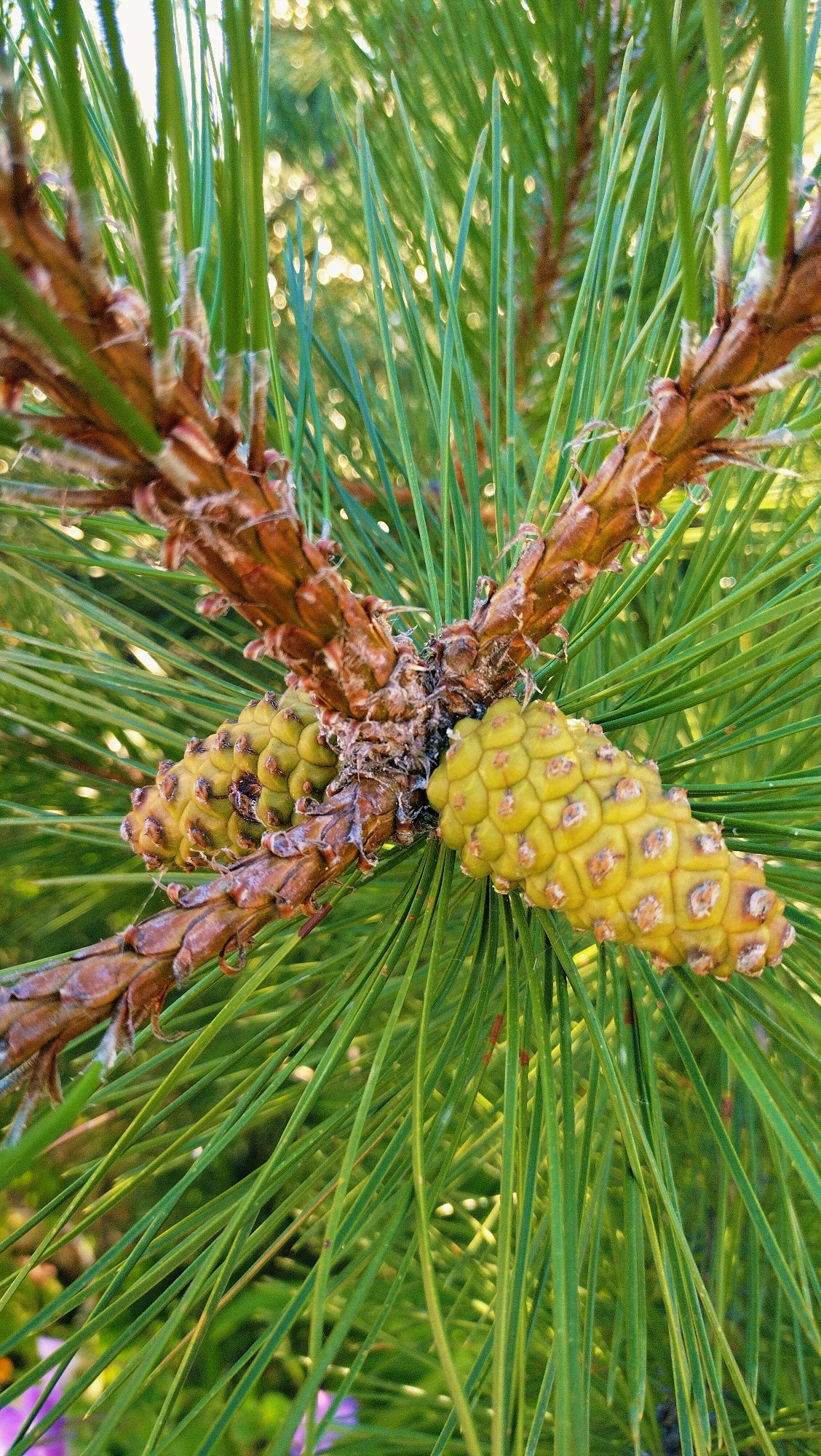 A close-up, eye-level shot focuses on two small, young pine cones and the surrounding pine needles of a tree. The pine cones are a vibrant yellow-green and appear to be in an early stage of development, with their scales tightly closed. They are attached to a woody brown stem that also bears remnants of older, darker brown cone scales. The pine needles are long, slender, and a bright green, creating a lush backdrop for the cones. Sunlight filters through the needles, creating highlights and a bokeh effect in the background, suggesting it is daytime. The overall impression is one of nature's detail and the early stages of growth. The scene is set outdoors in a natural environment, likely a forest or park. No people, text, or specific events are depicted.