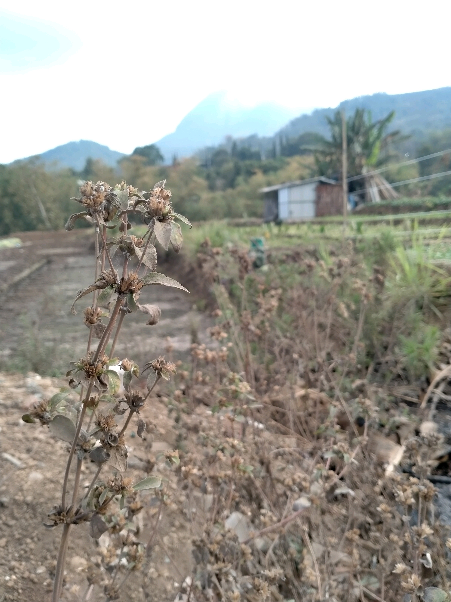 A close-up of a dry, wilting plant with small, clustered seed heads dominates the foreground, its thin stems reaching upwards. The plant is slightly dusty. In the background, a blurred rural landscape unfolds. A small, simple, rustic shed with a corrugated metal roof and wooden walls stands behind a patch of greenery. Beyond the shed, rolling hills are visible, with a hint of a taller mountain peak shrouded in a soft haze. The sky is a pale, overcast white. The overall impression is one of a dry, somewhat arid, rural environment. The location is the city of Batu, Indonesia.