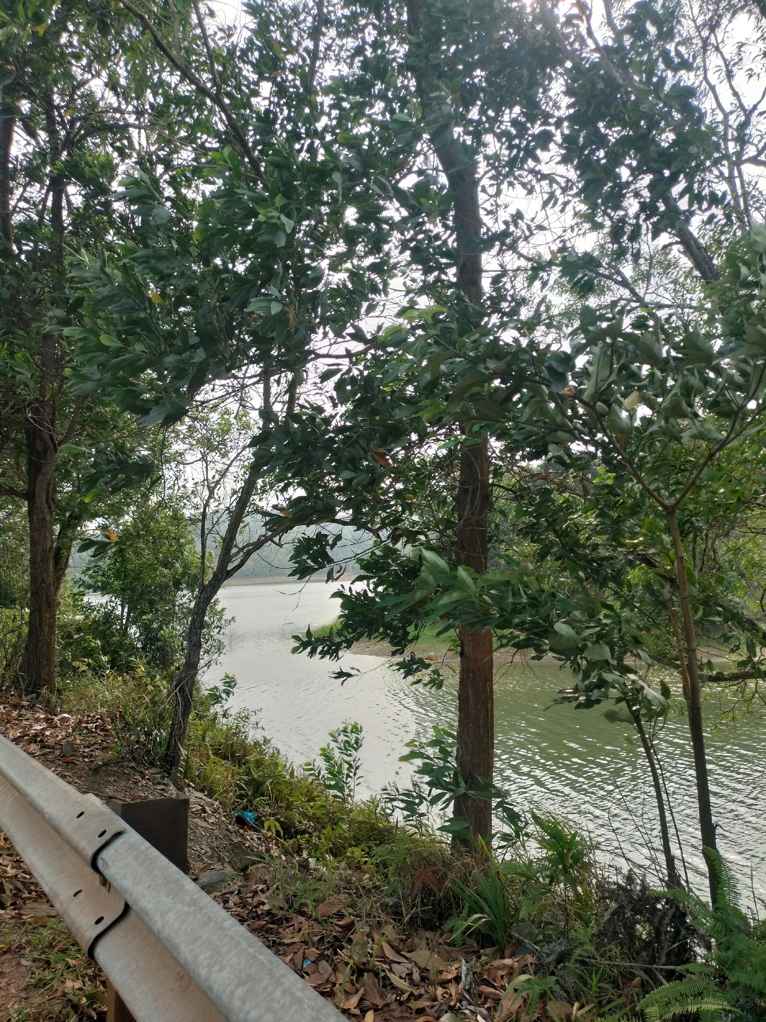 The image shows a view of a river or lake through trees. A metal guardrail is visible in the foreground on the left. The trees are dense, with green leaves and brown trunks. The water is calm, with ripples reflecting the light. The banks of the water body are covered with vegetation, including grass and fallen leaves. In the background, there are more trees and hills. The sky is overcast, with some sunlight filtering through the trees. The scene appears to be in a natural setting, likely a park or a recreational area. The location is identified as Batam City, Indonesia.