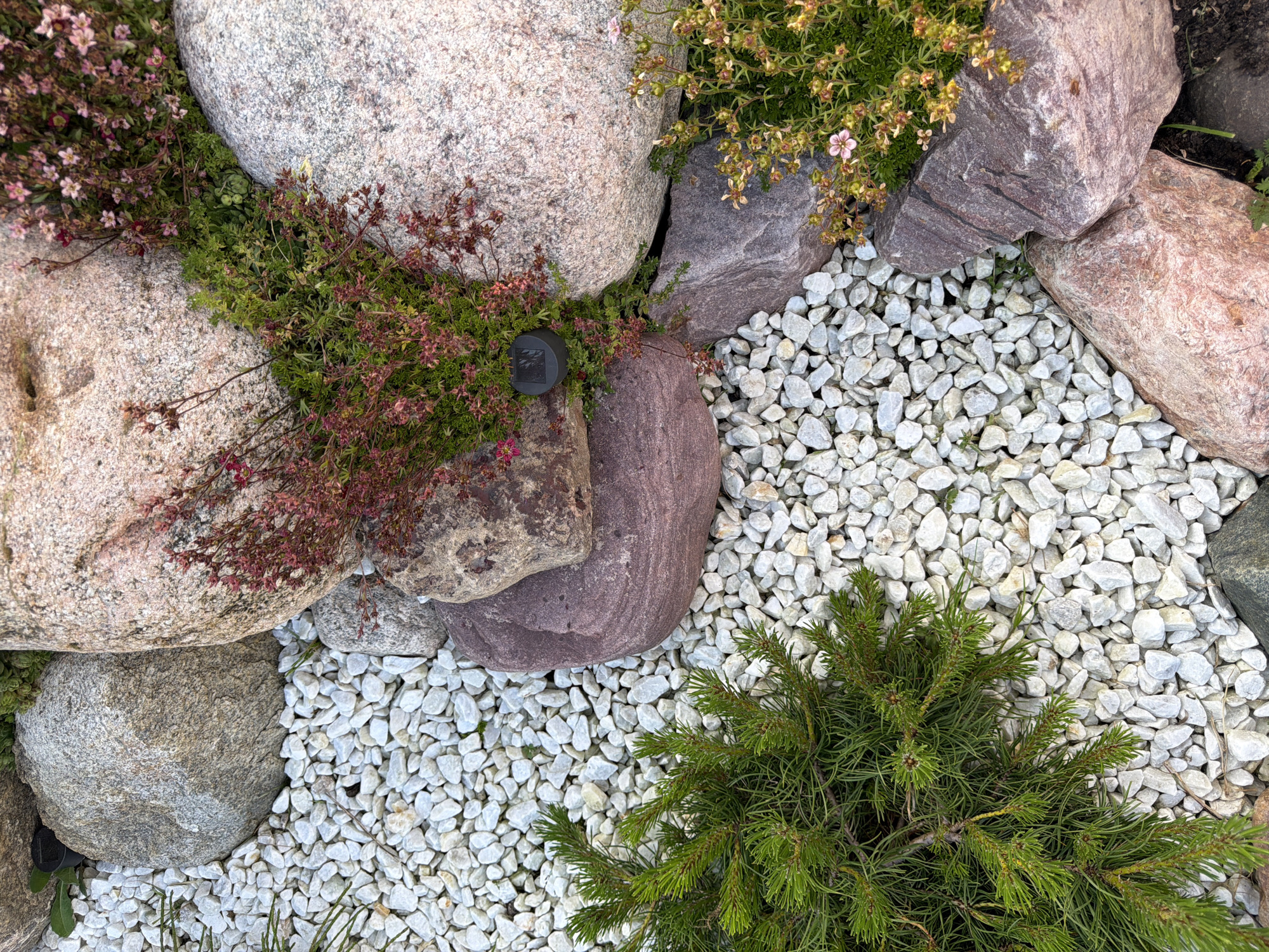 The image displays a close-up, overhead view of a garden rockery. The scene is dominated by a variety of stones, ranging in size from small white gravel to large, rough-hewn boulders. Several plants are interspersed among the rocks, including a small evergreen shrub with green needles in the lower left corner, and flowering plants with small pink and red blossoms and green foliage growing in crevices between the larger stones. Some of the larger rocks are pinkish-grey, while others are a deep reddish-purple. A small, dark, square object, possibly a solar light, is visible nestled among the plants and rocks in the upper center of the image. The ground is mostly covered by the white gravel, with some dark soil visible in the lower right corner. The lighting suggests it is daytime, and the overall impression is of a carefully arranged naturalistic garden feature.