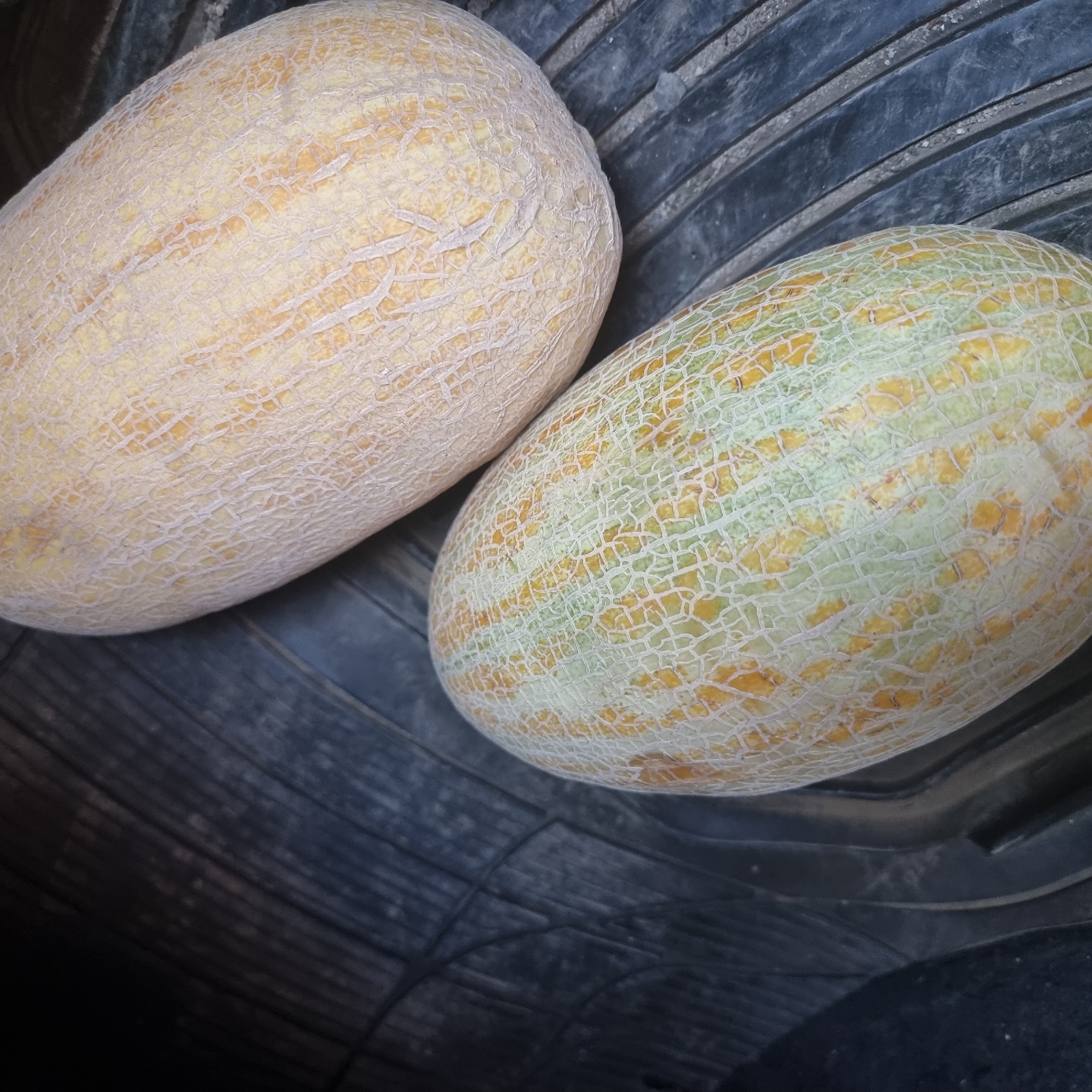 Two cantaloupe melons are displayed on a dark, textured surface, possibly a tire or a rubber mat, in Alğa, Kazakhstan. The melon on the left is partially visible, showing its pale green rind with orange-yellow streaks and a distinctive net-like pattern of raised white veins. The melon on the right is fully visible and is a lighter, more uniform yellow-orange color with a similar net-like texture. The background is dark and out of focus, with horizontal ridges evident on the surface beneath the melons. The lighting suggests an outdoor or dimly lit indoor environment.