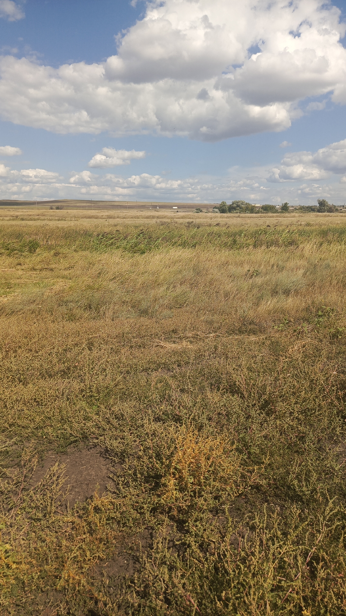 A wide, low-angle shot captures an open, grassy field under a partly cloudy sky in Oktyabr'skii Gorodok, Russia. The foreground is dominated by dry, yellowish-green vegetation with some patches of darker earth. The midground shows a expanse of taller, golden-brown grass that appears windblown, with a line of trees and structures visible in the distance. The background consists of a hazy horizon and a bright blue sky dotted with fluffy white clouds. The overall scene depicts a natural, rural landscape.