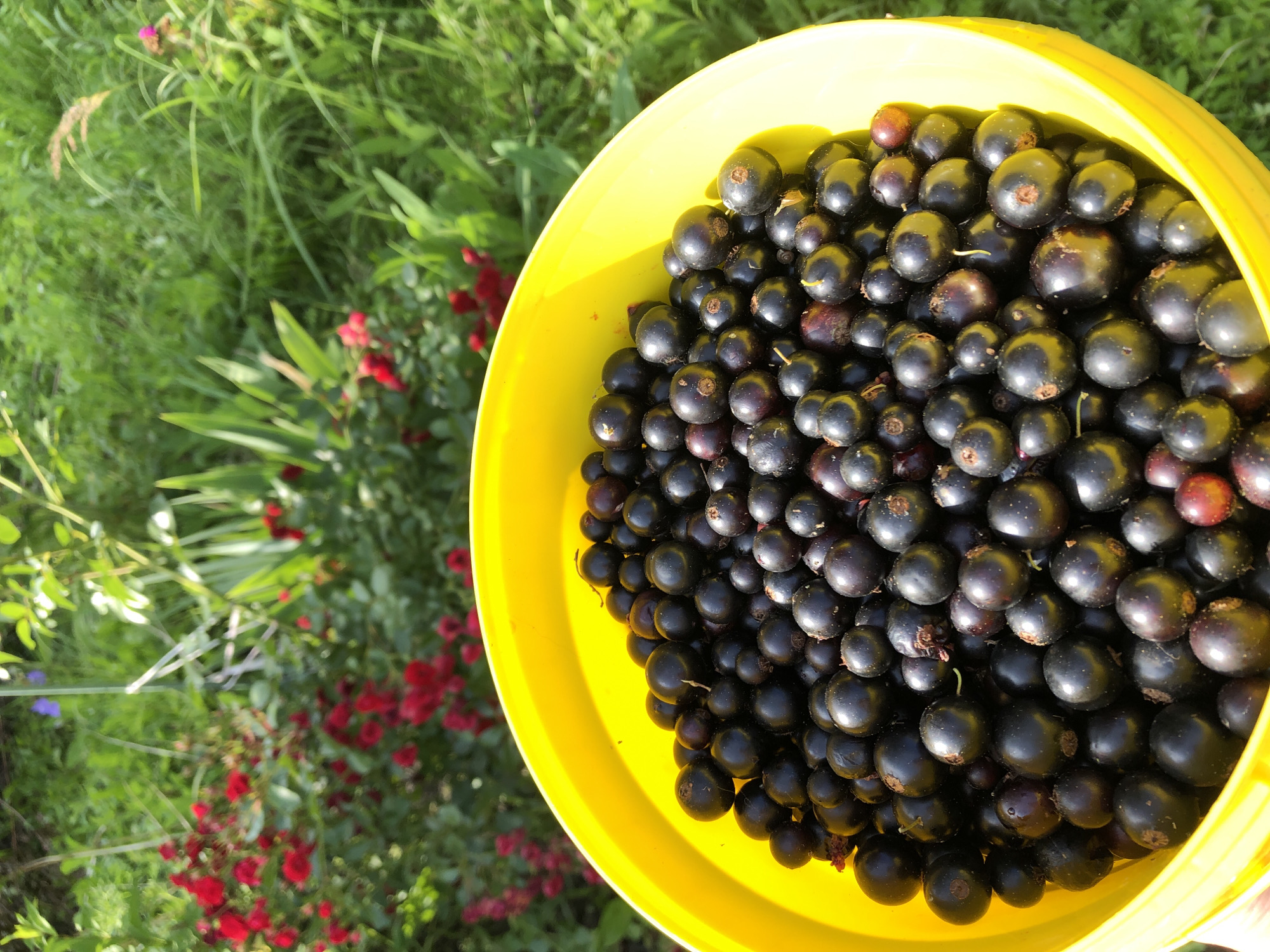 A yellow bucket is filled with black currants, held outdoors in a garden. In the background, red roses and green foliage are visible. The scene suggests a harvest or collection of fruit in a natural setting.