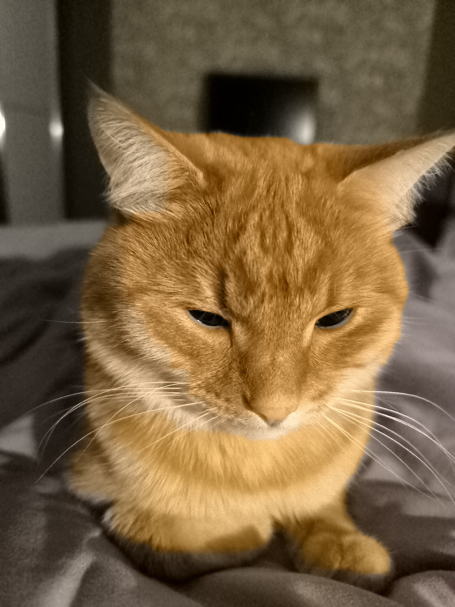 The image shows a close-up, indoor, portrait of an orange tabby cat sitting on a gray textured surface, likely a blanket or sofa. The cat is facing downwards, with its eyes partially closed, giving it a sleepy or perhaps slightly annoyed expression. Its fur is a vibrant orange, with hints of lighter fur around its muzzle and ears. White whiskers extend from its muzzle. The background is dimly lit and out of focus, with a rough texture that could be a wall or furniture. There are no identifiable landmarks or elements that would indicate a specific location in Dolgoprudny, Russia. The overall lighting is soft and warm, focusing attention on the cat.