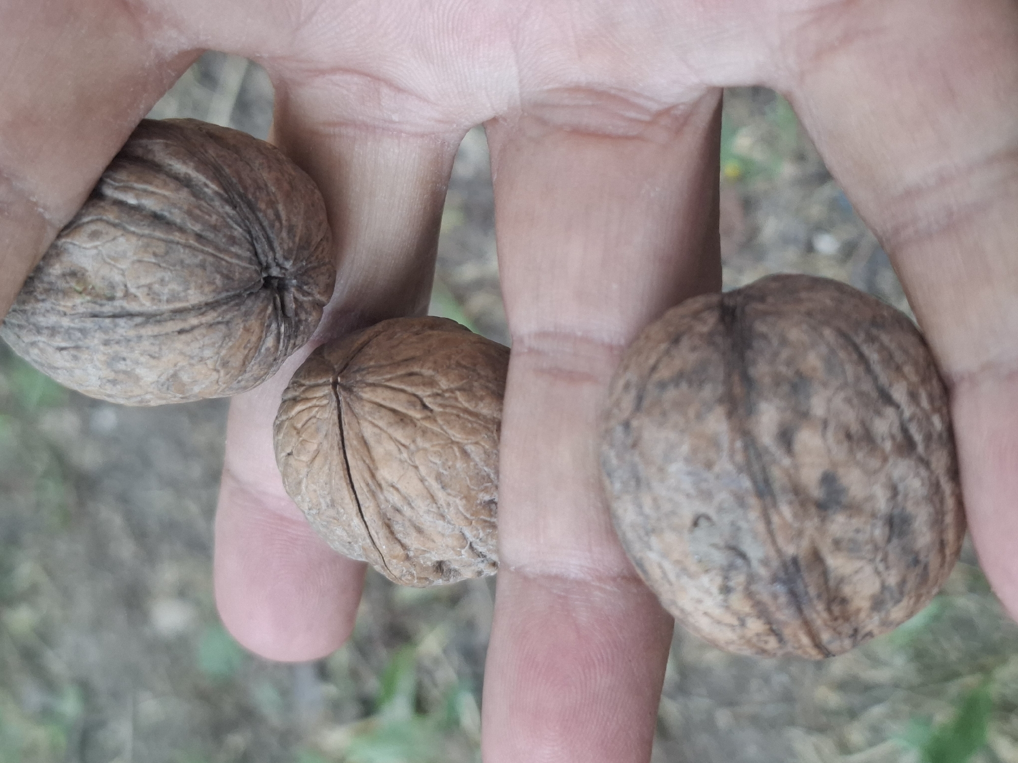 A close-up, eye-level shot shows a person's hand holding three walnuts. The hand is a light tan color and is positioned diagonally, with the fingers slightly curled to cradle the nuts. The walnuts are brown and have a textured, wrinkled shell. One walnut is at the top, another in the middle, and the third at the bottom of the frame, all aligned vertically. The background is out of focus, appearing as a blur of muted greens and browns, suggesting an outdoor environment, possibly a park or garden. There is no discernible city or location information present in the image.