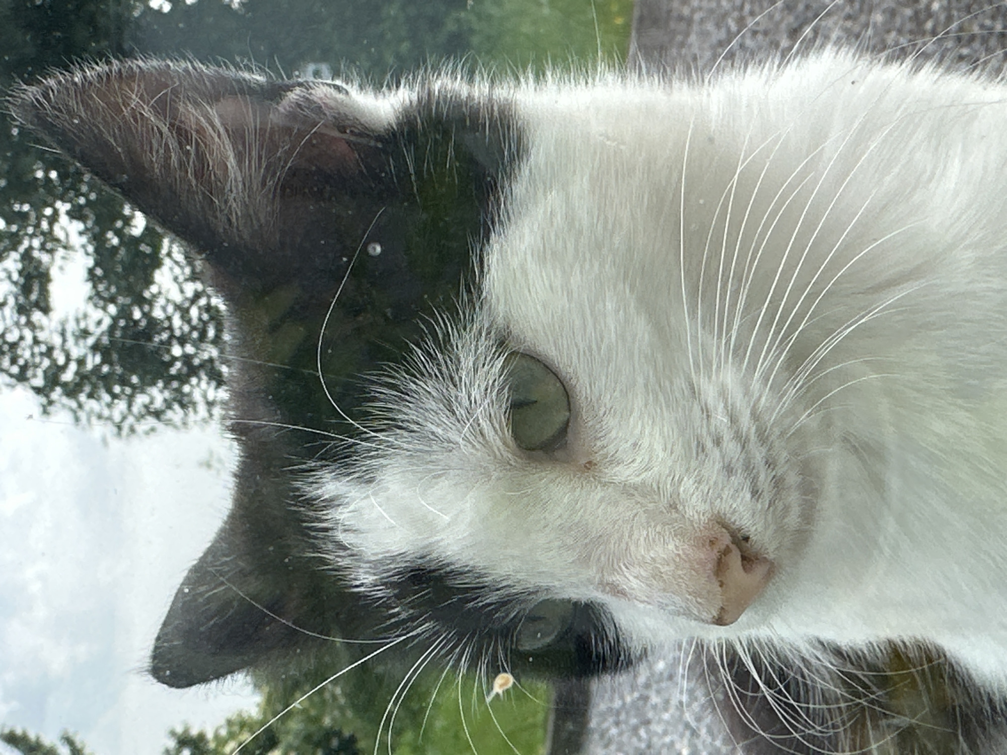 A close-up, eye-level shot shows the head of a black and white cat looking left, with its face pressed against a glass surface, suggesting it is inside a building or vehicle looking out. The cat's fur is predominantly white on its face, with black markings on its head and ears. Its green eyes are visible, and long white whiskers fan out from its muzzle. The background is blurred, showing greenery and what appears to be a cloudy sky, indicative of an outdoor setting. The foreground shows a speckled grey surface, possibly pavement or gravel, also seen through the glass. There are a few small water droplets or smudges on the glass, and a tiny orange speck, possibly an insect, is visible on the glass near the cat's left eye. The image does not provide any information that would allow for a specific location within Moortown, Ireland, to be identified.