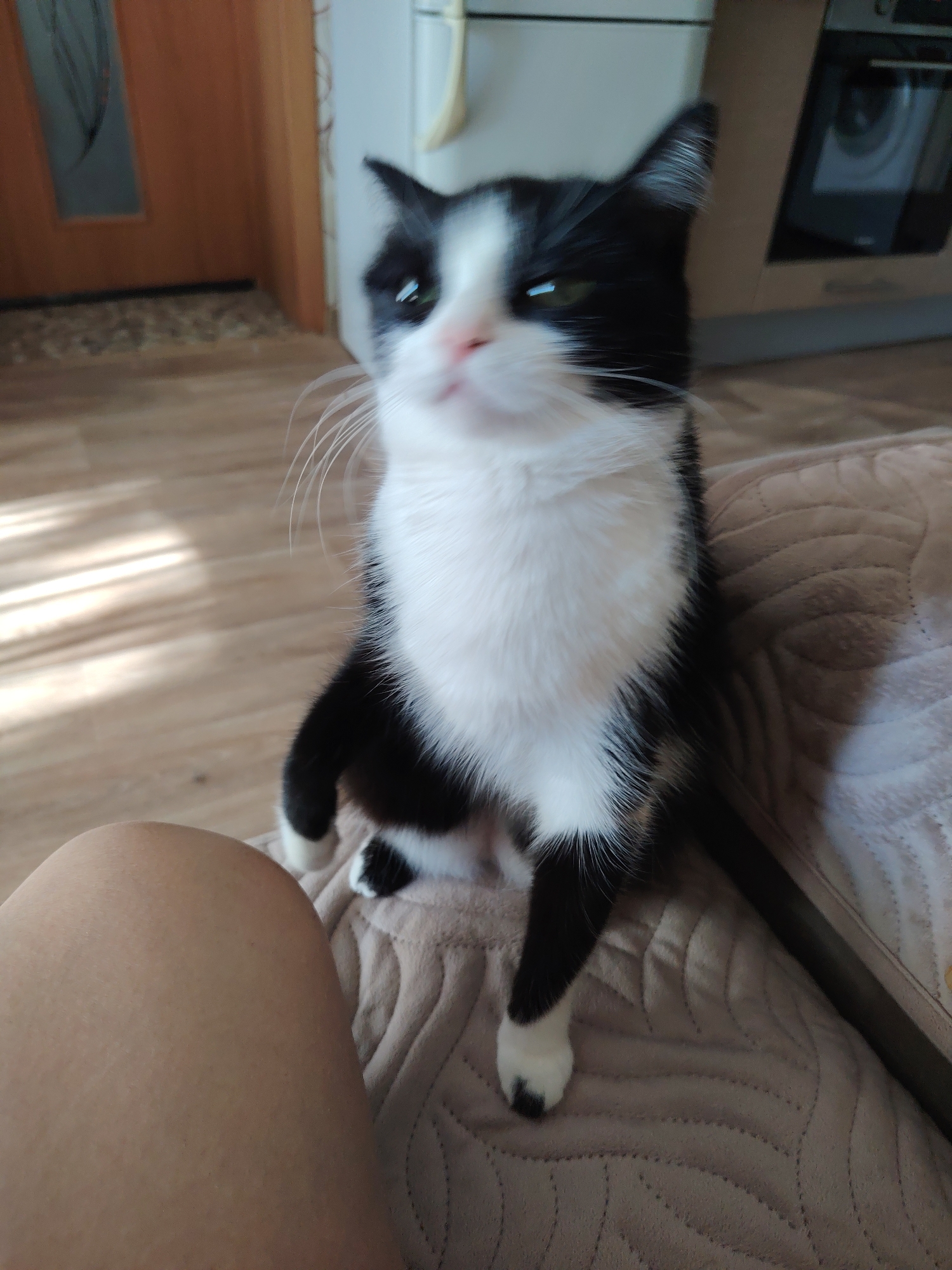 A black and white tuxedo cat, with green eyes and a pink nose, is captured in an indoor setting in Unknown, Unknown. The cat is sitting upright on a beige quilted surface, its front paws together, looking slightly upwards and to its left. A human knee with fair skin is visible in the lower-left corner of the frame. The background to the left features a light wooden floor with sun streaks and a partially visible wooden door with a dark panel. To the right, a dark-fronted kitchen appliance, possibly an oven, is visible. The scene is illuminated by natural light, creating shadows and highlights.