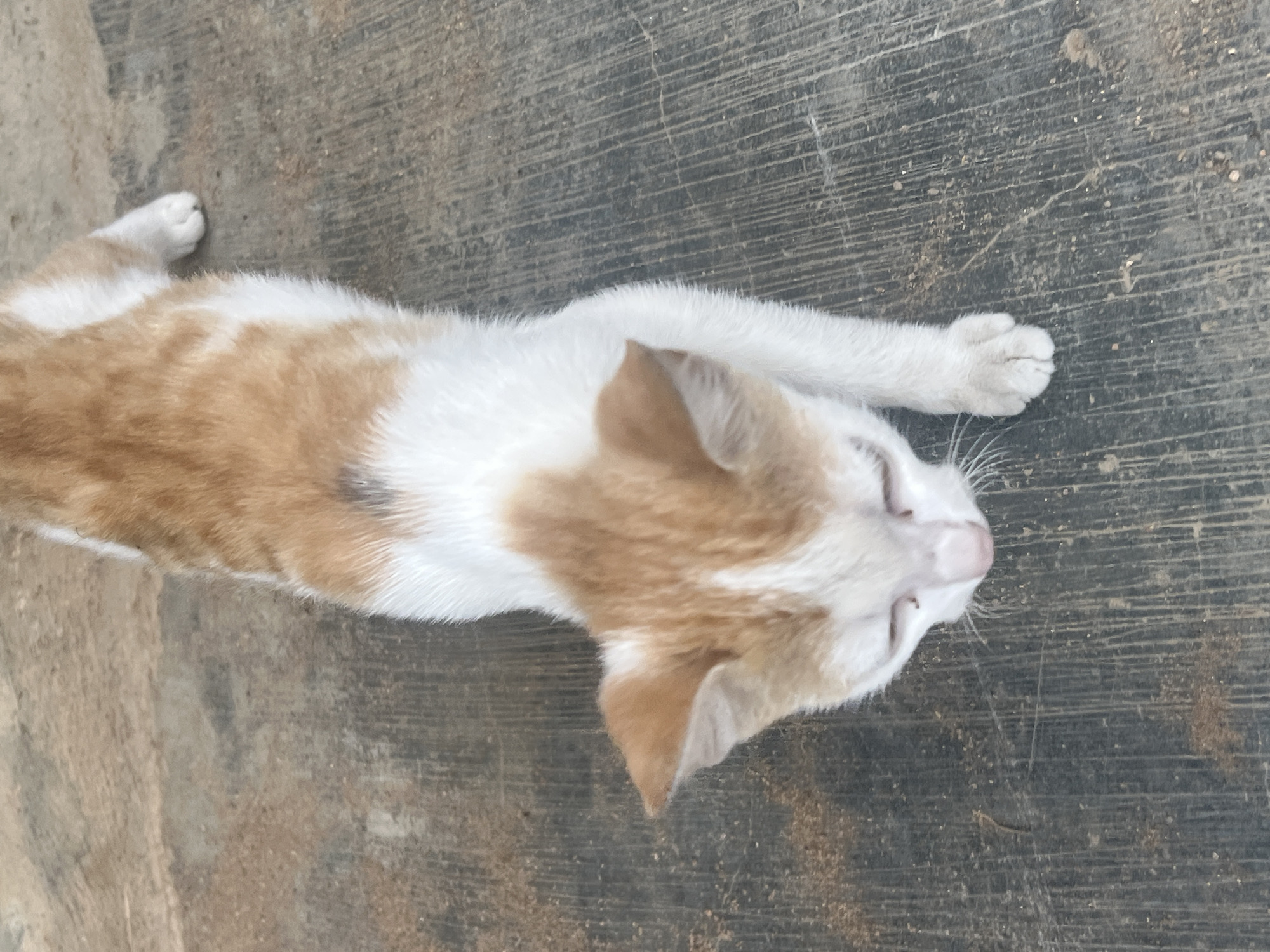 A cat with orange and white fur lies on a concrete surface. The cat is positioned at an angle in the frame, with its head near the top right corner and its body extending towards the bottom left. The background appears to be a paved or concrete area. No other objects or people are visible in the image. The location, Gura Top, Nigeria, cannot be verified from the image.