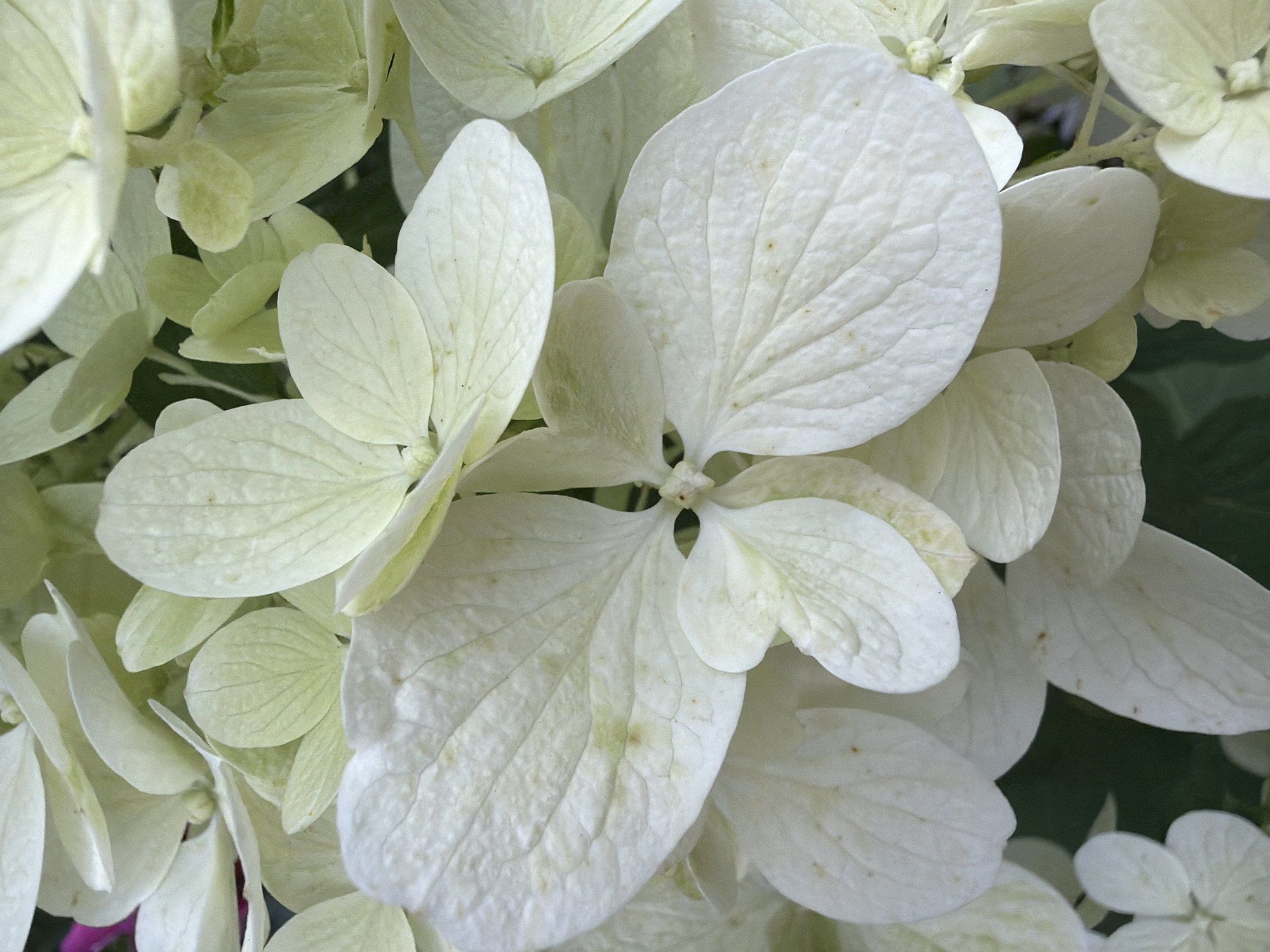 This image shows a close-up view of a cluster of white hydrangea flowers. The petals are large and delicate, with visible veins. Some petals have small brown or green spots. The background is a dark, out-of-focus green, likely foliage. There are no people or man-made objects visible in the image. The location is the city of Маяк Снт (дарна), Russia.