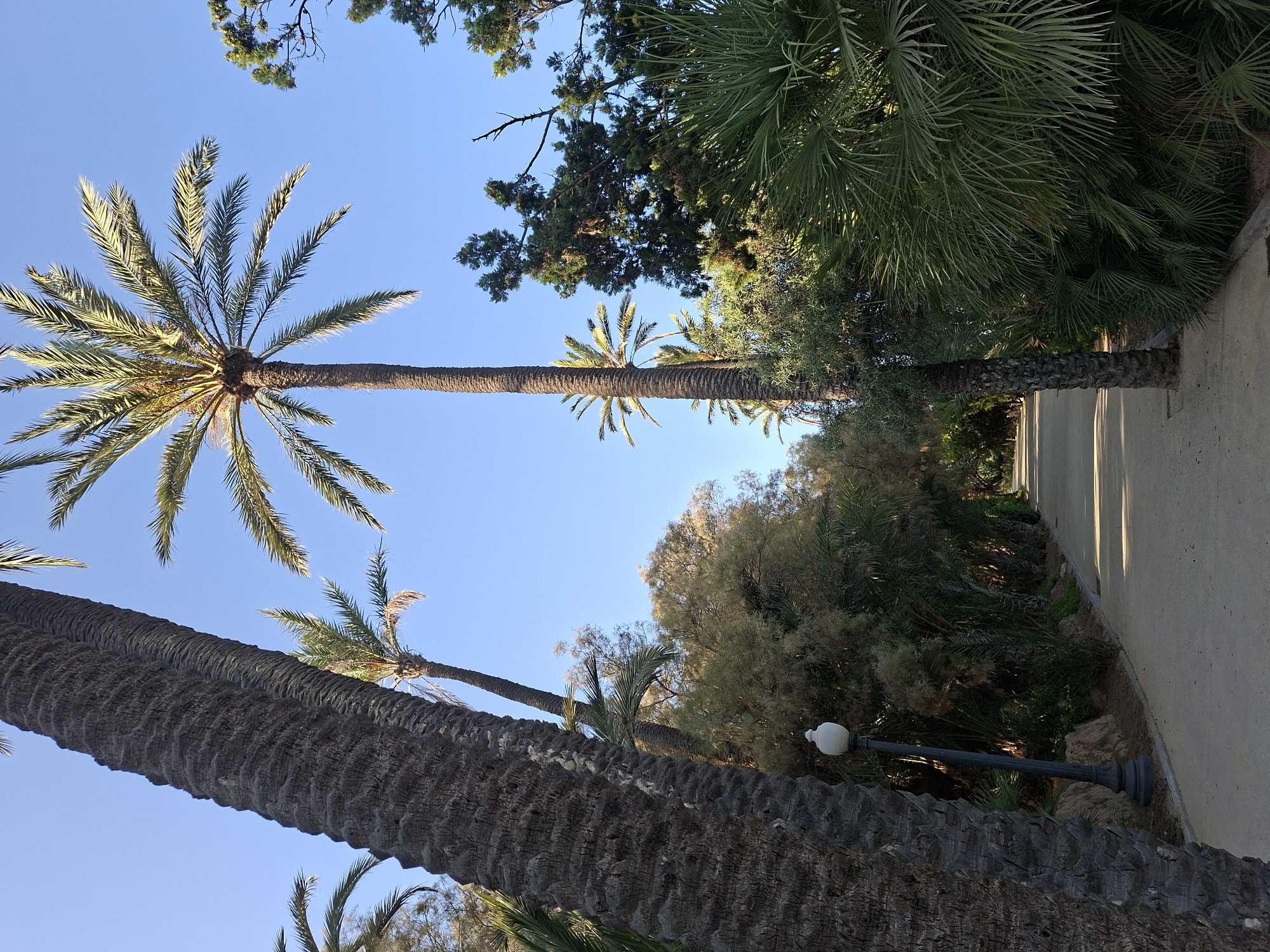 The image shows a path lined with palm trees and other lush vegetation, under a clear blue sky. A large palm tree trunk dominates the left foreground. Further along the path, a lamppost with a white globe is visible. The path appears to be made of packed dirt or gravel and stretches into the distance. The scene suggests a park or garden environment. This photograph was taken in El Palmeral Park in Alicante, Spain.
