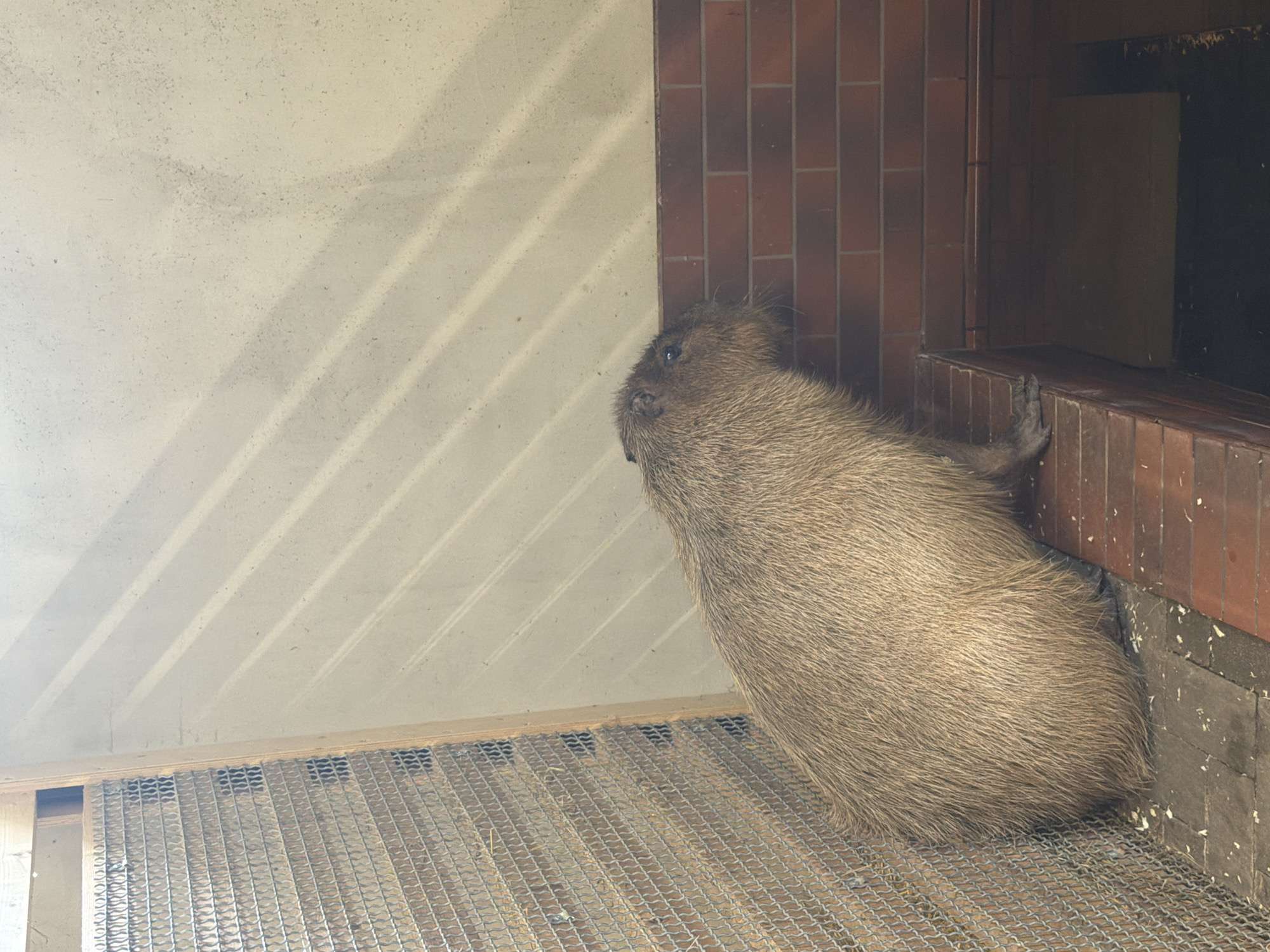 The image depicts a capybara inside an enclosure. The capybara, a large rodent, is positioned on a raised platform made of reddish-brown bricks, with its body facing away from the camera and its head turned to the right, appearing to look at or nudge a wall. The enclosure features a chain-link fence on the left side, behind which wooden elements are visible. The background consists of a plain, light-colored wall with diagonal shadows cast upon it, suggesting the presence of bars or a fence casting light and shadow. The ground appears to be paved with stone and brick. The overall environment suggests an animal enclosure, possibly within a zoo or a similar facility. There is no indication of a specific location in the city of Vārpas, Latvia.
