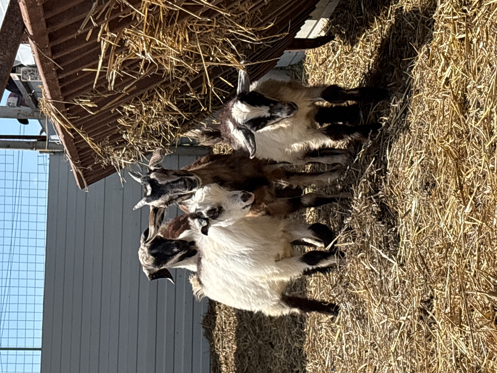 The image, when rotated upright, displays a group of goats gathered around a hay feeder in an outdoor farm setting. At least four goats are visible, with varying coat patterns including white, brown, and black markings. The most prominent goat in the foreground is primarily white with black patches on its face and legs. The goats appear calm, likely feeding from the hay rack or resting amidst the scattered straw.
A wooden or metal hay feeder, filled with dry hay or straw, is positioned on the left side of the frame, from which some hay extends onto the ground. The ground is largely covered with dry hay and straw, suggesting a well-used feeding and resting area for the animals.
The scene is brightly illuminated by direct sunlight, casting distinct shadows on the ground, indicating a clear, sunny day, likely mid-morning or afternoon. In the background, a light-colored building, possibly a barn or shed, is visible, along with a clear blue sky partly seen through a wire fence or grate. No visible text is present in the image. The environment strongly suggests an agricultural location, such as a goat pen or barn, within Gay-Kodzor, Russia.